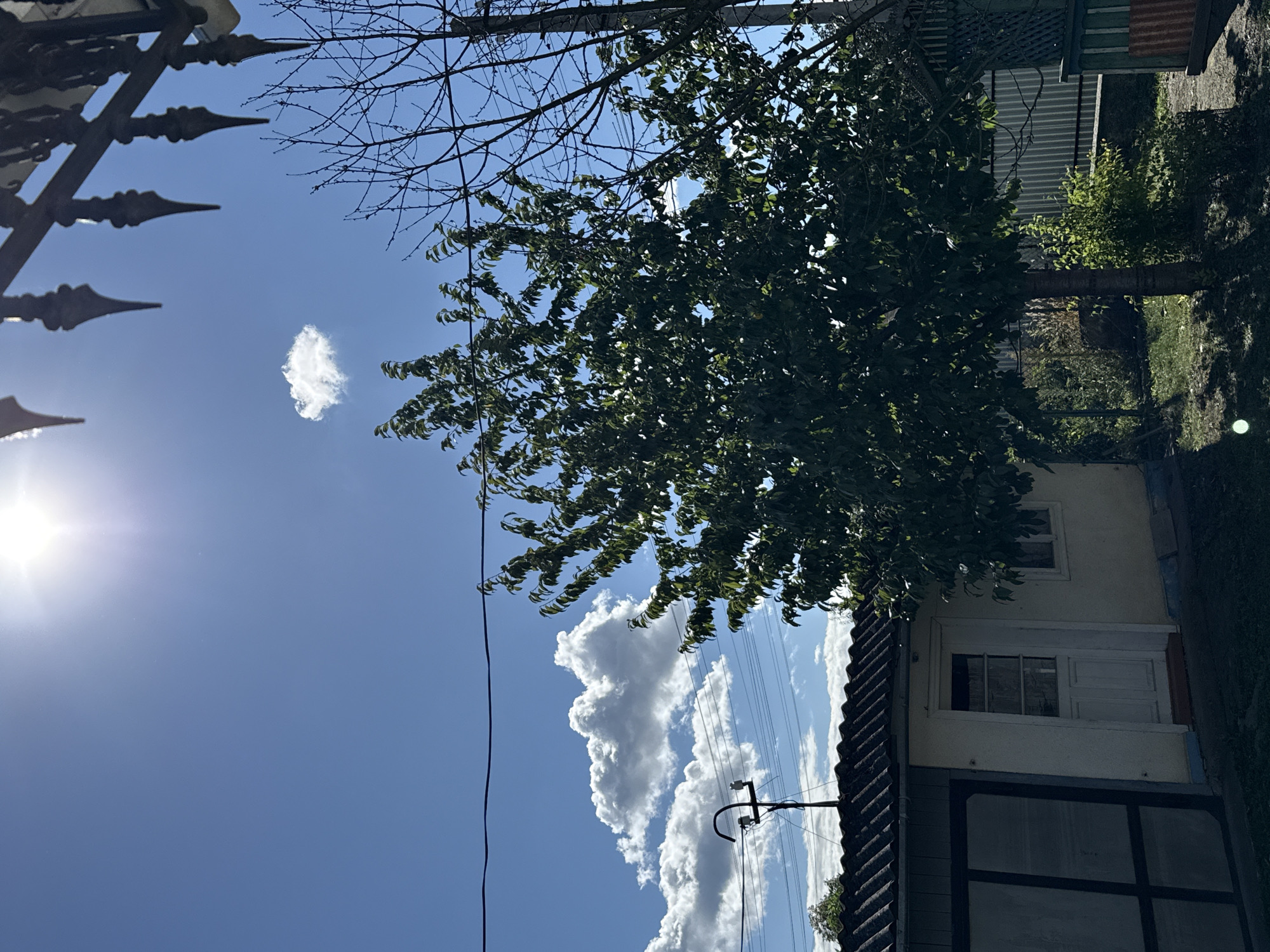 The image depicts an outdoor scene under a bright, sunny sky with some scattered clouds. In the foreground, a small, light-colored building with a corrugated roof is visible on the left. To the right of the building, a leafy tree dominates the center of the frame, casting shadows on the ground. A bare tree with no leaves is also present to the right of the leafy tree. The background features more trees, a fence, and power lines stretching across the sky. The overall environment appears to be a residential backyard or a rural area.