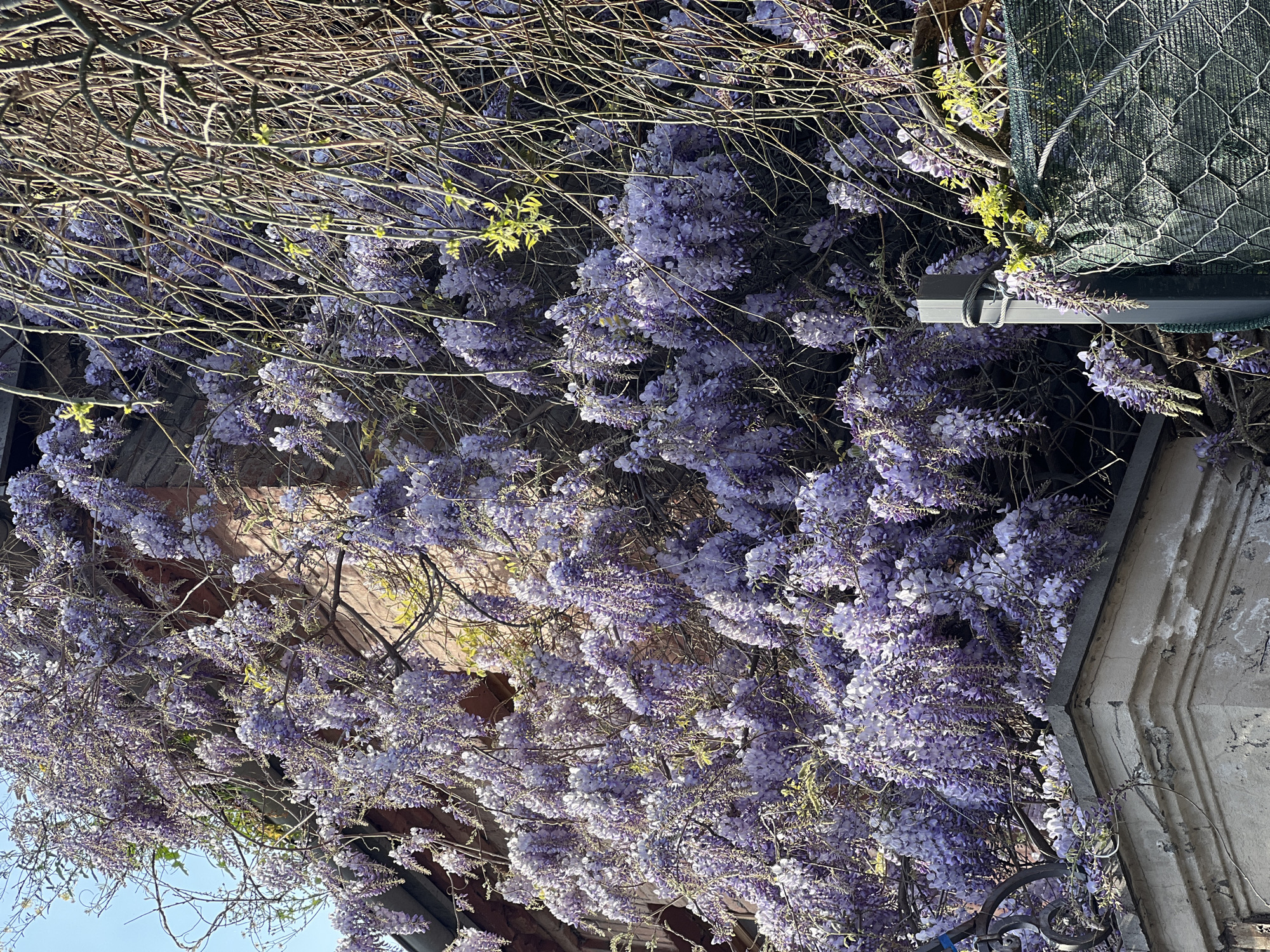 The image displays a lush and vibrant wisteria vine in full bloom, heavily adorned with cascades of purple flowers. The majority of the frame is filled with dense clusters of lilac and violet blossoms, which appear luminous under bright sunlight, creating strong highlights and shadows that emphasize their texture. Intertwined among the abundant flowers are numerous bare, gnarled branches of the wisteria plant, some with small, bright green leaves beginning to unfurl.
The wisteria is growing over and against a structure. Portions of a warm-toned brick wall are visible through gaps in the foliage, particularly towards the left and center of the image. In the upper right section, a dark green mesh fence or netting is present, secured by metal wires, partially obscured by the flowering vine. A grey downspout runs vertically behind some of the flowers in this area. Towards the bottom and right edges, parts of a light-colored concrete architectural element, possibly an ornate building facade or ledge, are visible.
The scene is captured on a clear, sunny day, indicated by the intense brightness and distinct highlights on the flowers. The abundance of blooms suggests the photograph was taken in springtime. No people or activities are visible. The setting appears to be an urban or garden environment, consistent with a location in Tbilisi, Georgia. There is no visible text in the image.
