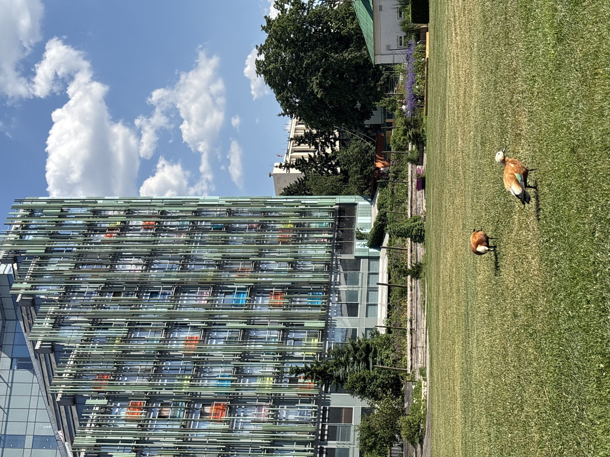 The image captures a sunny day in Moscow, Russia, featuring a modern building with a distinctive green, vertical slat facade interspersed with colorful window panels. In the foreground, a well-maintained grassy lawn is occupied by two Ruddy Shelducks, notable for their orange and white plumage. Behind the lawn, a low wooden planter box is visible, filled with lush greenery and purple flowers, suggesting a park or garden setting. Further in the background, more trees and a white building with a green roof are present, along with a glimpse of other urban structures. The sky is a clear blue, dotted with fluffy white clouds, indicating pleasant weather conditions.