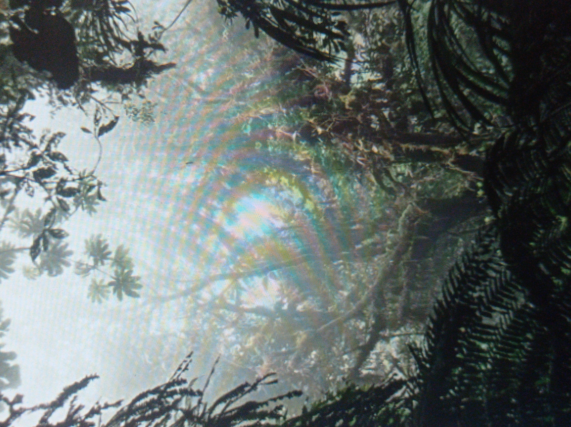 The image depicts a dense, misty forest. Large, dark green ferns are prominent in the foreground, their fronds obscuring the view deeper into the woods. Behind the ferns, the forest is filled with lush vegetation, including trees with visible branches and leaves, all softened by a thick fog. The light filtering through the mist creates a diffused, ethereal glow, with rainbow-like streaks appearing in the center of the image, likely due to lens flare or light refraction. No people, animals, or man-made objects are visible. The scene evokes a sense of mystery and natural beauty. There is no discernible connection to the city of Mukachevo, Ukraine.