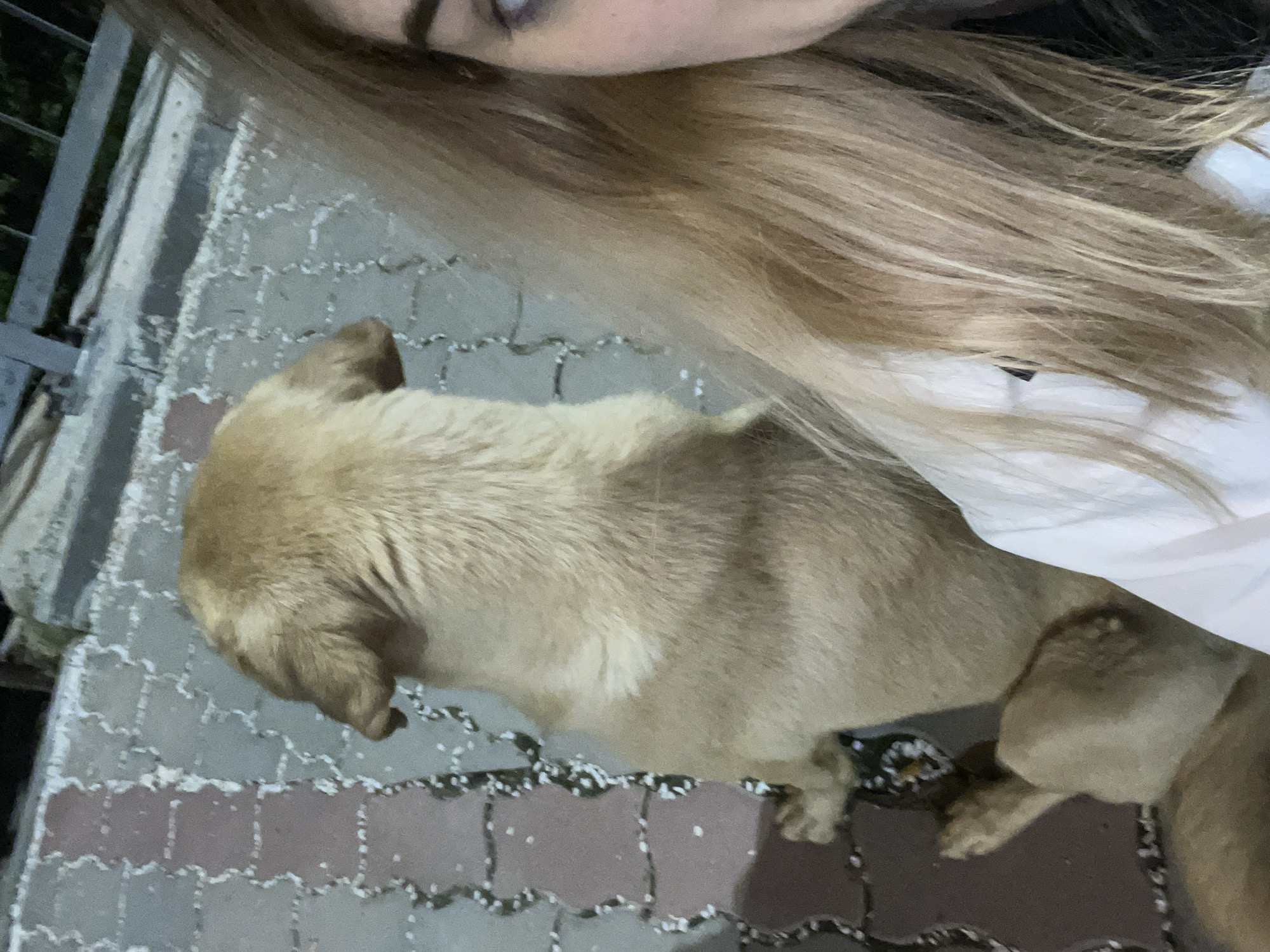 The photograph captures a close-up, angled view of a light-skinned individual with long blonde hair, and a medium-sized, tan-colored dog standing on a paved surface. The individual's face is partially visible in the upper portion of the frame. The dog is positioned centrally. The ground is paved with light and dark bricks and small white deposits along the edges of the brick patterns. There is a metal fence present in the upper-left part of the frame. Based on the cobblestone paving, fence and other elements visible, it is possible that the picture was taken in the city of Veliko Tarnovo, Bulgaria, but this cannot be completely confirmed based on the picture.