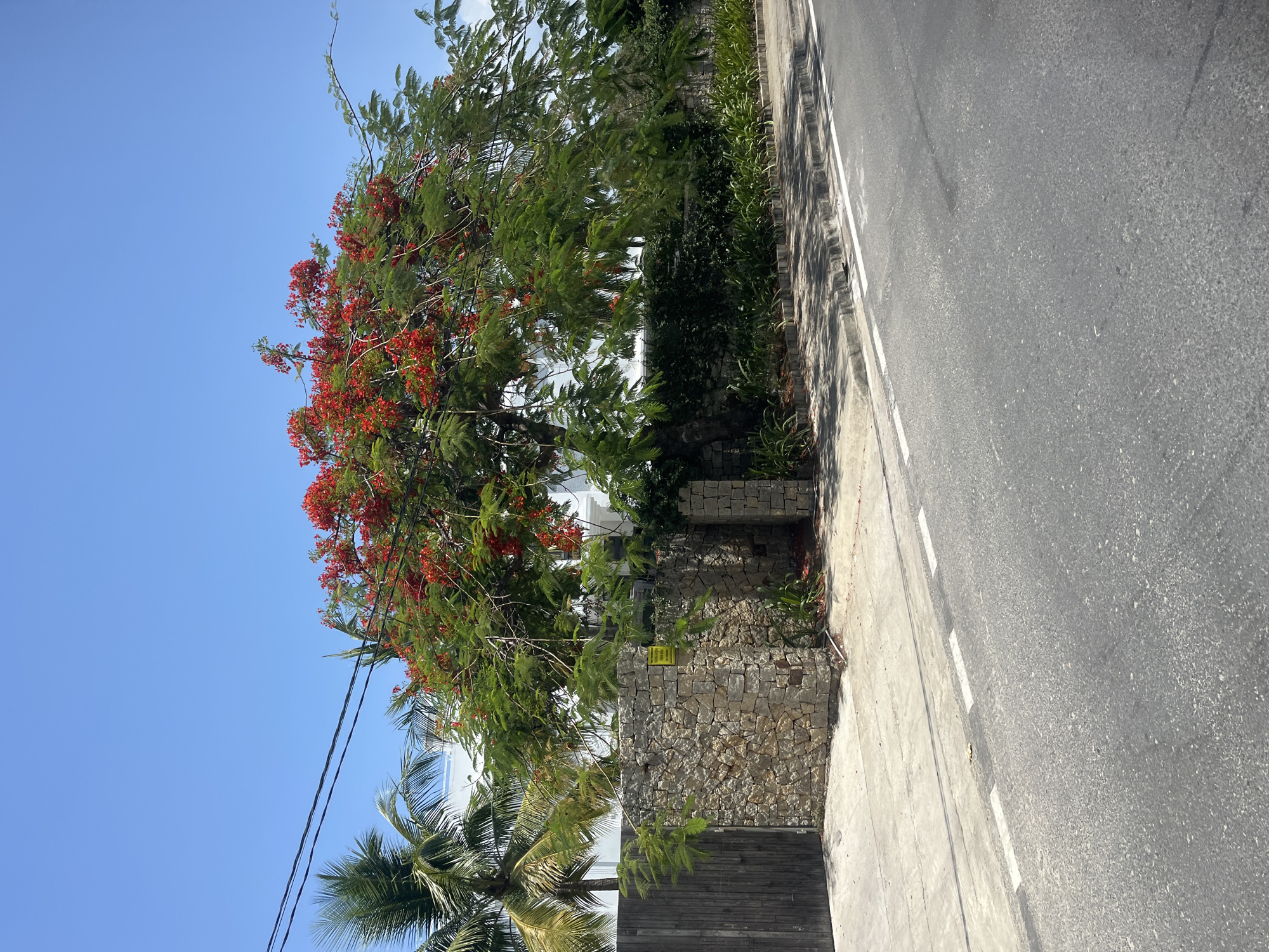 This image shows a street scene in Nha Trang, Vietnam, under a clear blue sky. In the foreground, a gray asphalt road with white dashed lines is visible. To the left of the road, a concrete sidewalk runs parallel, separated by a curb. Beyond the sidewalk, a stone wall constructed from irregular, light-colored stones forms a boundary. To the left of the stone wall is a dark wooden gate.
A large tree with vibrant red flowers and green foliage dominates the midground, extending over the stone wall and sidewalk. Palm trees with distinctive fronds are visible behind the stone wall and to the left of the tree. Electrical wires are strung across the upper portion of the image, against the backdrop of the blue sky. The environment appears to be a residential or commercial area, with glimpses of white structures behind the foliage. There are no people or animals visible in the image. The overall impression is one of a sunny day in a tropical location.