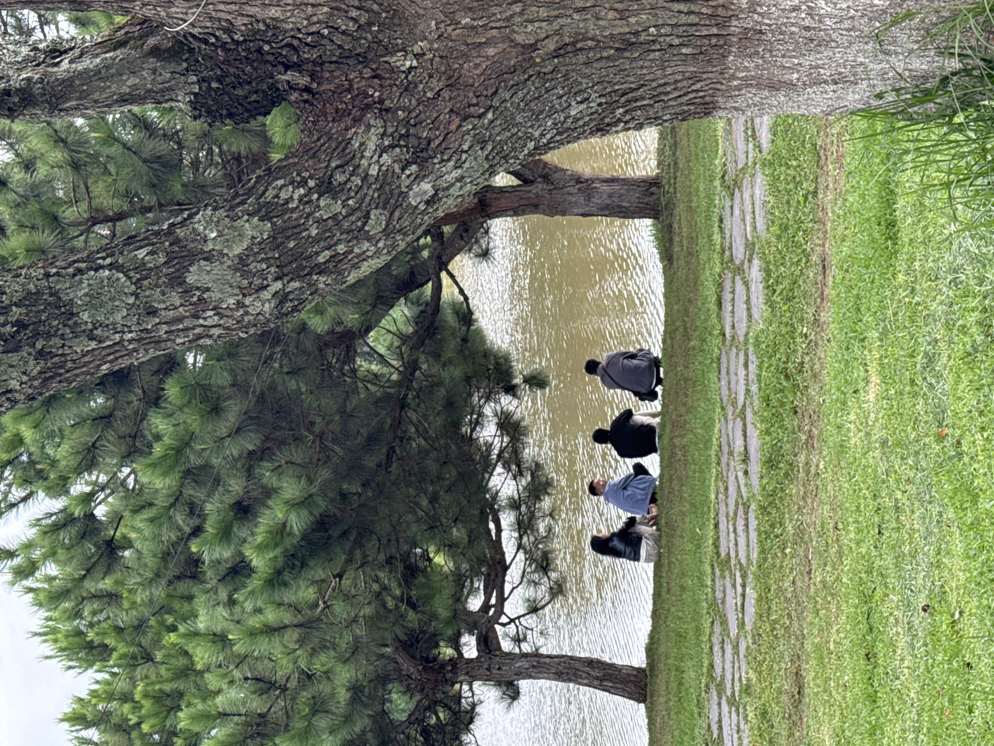 A horizontal image depicts four people sitting on a grassy, cobblestone path along a body of water, likely a lake or pond. Overhead, the branches and foliage of two large trees frame the scene. The people are oriented towards the water, and there is no interaction with each other.
The background consists of water that is a dark, murky brown. The setting appears to be in Da Lat, Vietnam, or similar mountainous region with abundant pine trees. The weather appears overcast.