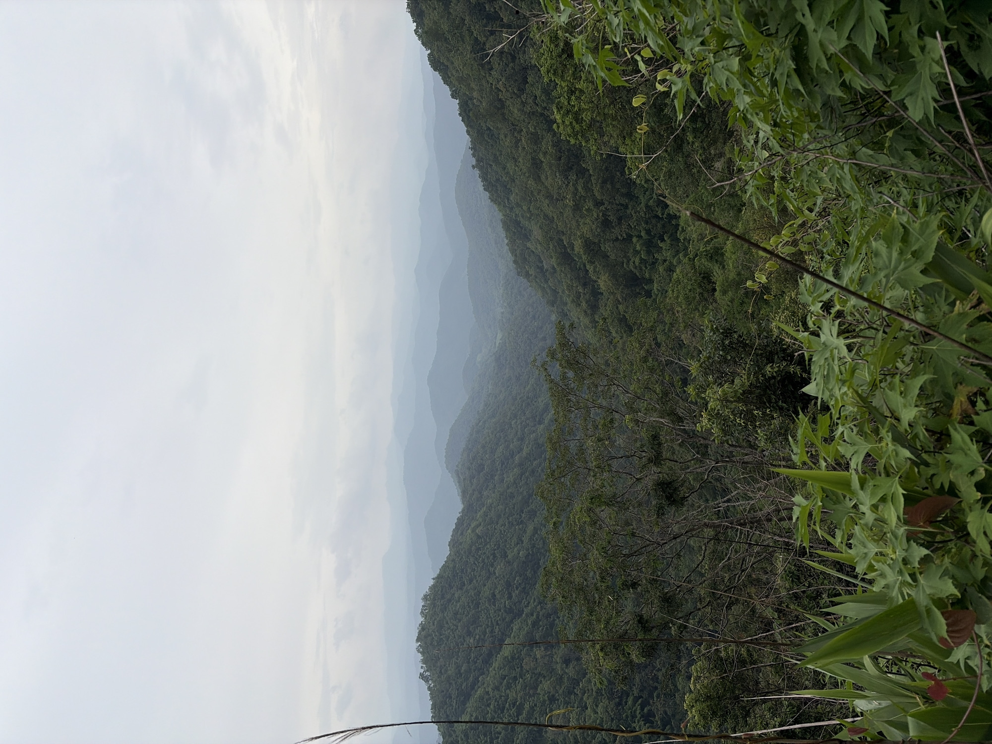 The image depicts a verdant mountainous landscape in Samoeng Tai, Thailand. The foreground is dominated by lush green foliage, with broad leaves and slender stems, suggesting a natural, undeveloped environment. Beyond this, a valley stretches out, carved by hillsides covered in dense, dark green forest. The hills recede into the distance, their contours softened by atmospheric haze, creating a layered effect of muted blues and greens. The sky above is overcast, a pale gray with diffused light, indicating a cloudy or misty day. There are no visible people or man-made structures, emphasizing the natural beauty and remoteness of the location. The scene is characterized by its abundance of vegetation and the gentle, rolling topography of the mountains.