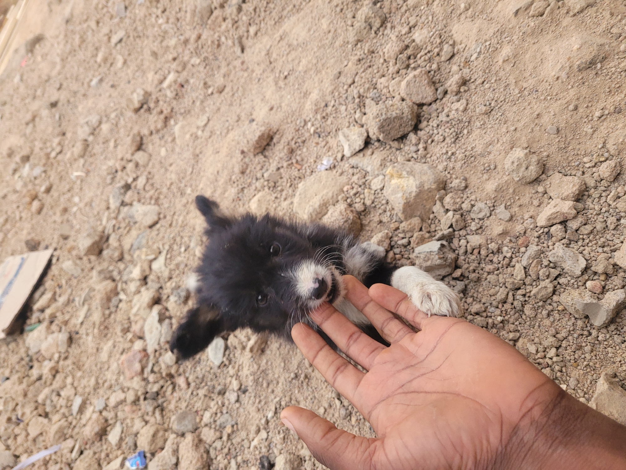 The image presents a close-up view of a small black and white puppy engaging playfully with a human hand on a dry, rocky ground. The puppy, predominantly black with distinct white markings on its snout, forehead, chest, and front paws, lies on its side as it gently mouths the fingers of the hand. Its dark eyes convey a sense of curiosity and youthful energy.
The human hand, with darker skin, extends into the frame from the right, positioned to interact with the puppy. The ground beneath them is a textured mix of light brown, dusty soil and numerous small to medium-sized stones and pebbles, indicating an unpaved outdoor environment. In the upper left portion of the background, a piece of cardboard is partially visible, along with other sparse debris, suggesting a natural or semi-developed setting.
The scene is illuminated by natural daylight, implying clear weather conditions. This outdoor interaction takes place in Barakin Akawo, Nigeria, depicting a moment of affection and play. No discernible text is visible within the image.