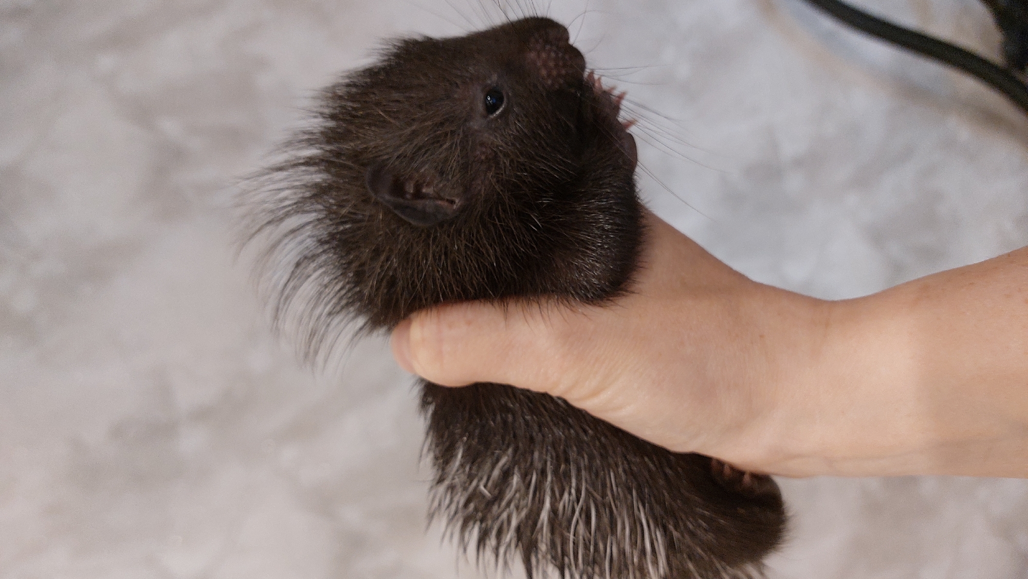 A human hand holds a young porcupine against a textured, light-colored background. The porcupine, dark brown with white-tipped quills visible on its left side, faces to the right. Its head is slightly tilted, with its snout pointed upwards. The porcupine's fur is short and spiky on its head and upper body, with longer quills emerging from its back and sides. The hand is positioned beneath the porcupine's body, cradling it. The background appears to be a wall or fabric with a subtle, mottled pattern. The image is a close-up shot, focusing on the porcupine and the hand. The scene is indoors, and there is no indication of a specific location within the city of Зелёный, Russia.
