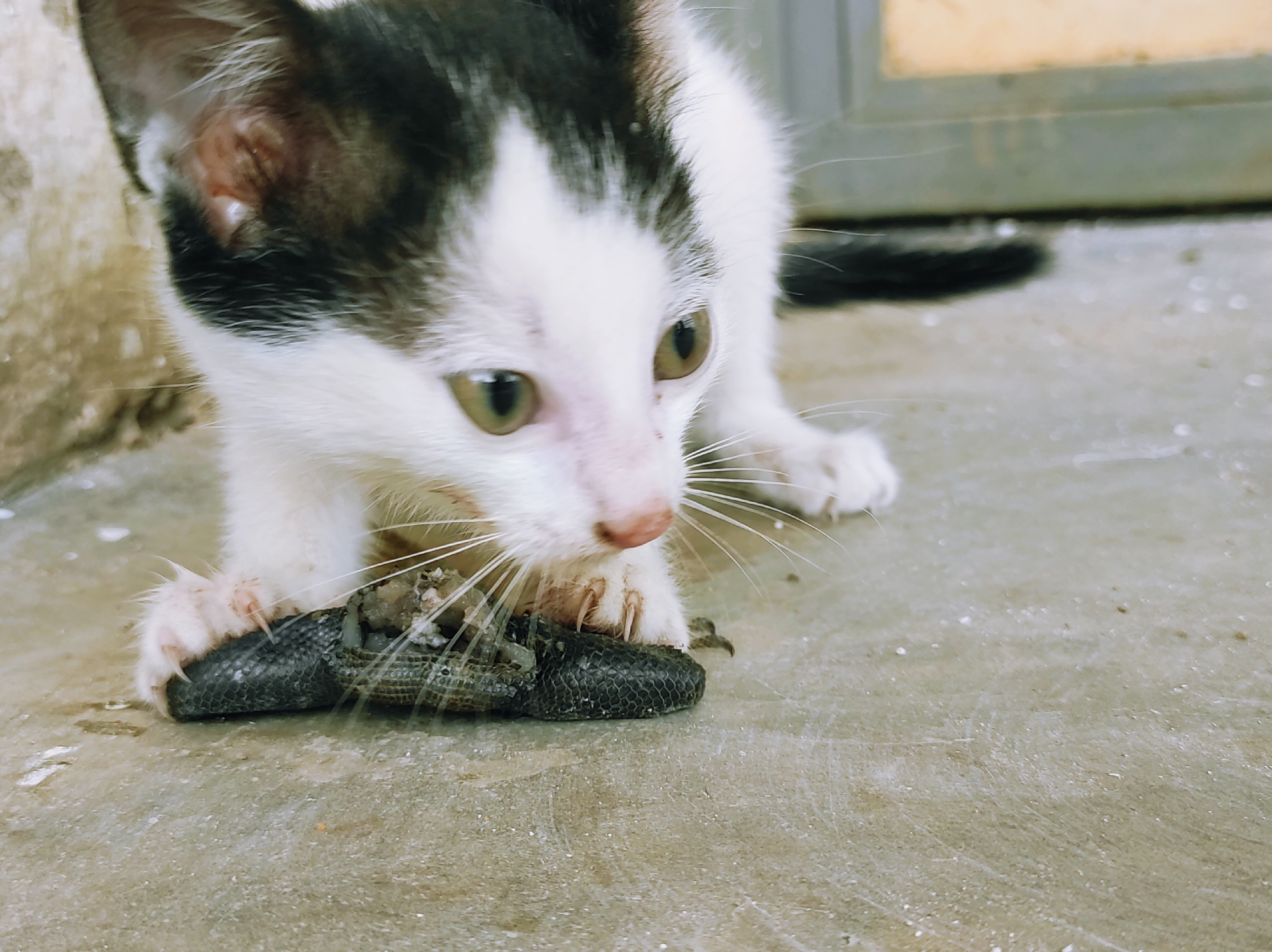 A small, black and white kitten is playing with a dead lizard on a concrete surface. The kitten is positioned facing forward, with its paws and mouth on the lizard. The lizard appears to be decaying, with exposed bone. The background includes a building wall. The photograph was taken outdoors in Jos, Nigeria.