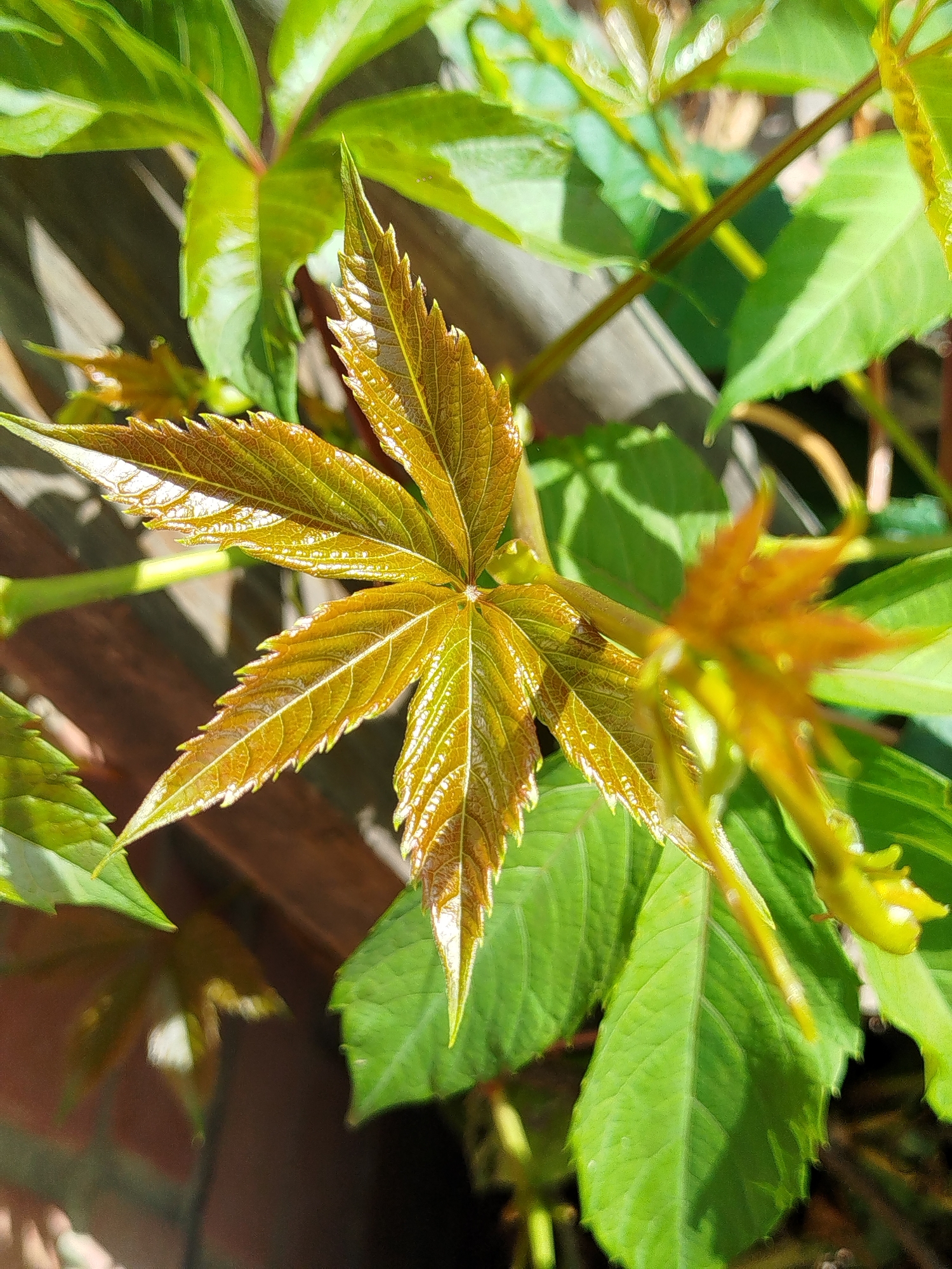 The image is a close-up, vertically oriented photograph of a leafy vine. The focus is on a cluster of leaves in various stages of development, with a prominent five-lobed leaf in the center that is reddish-brown and appears to be new growth. This leaf has serrated edges and prominent veins, and it is catching the sunlight, creating a glossy sheen. Surrounding it are larger, greener leaves that are out of focus. The background consists of out-of-focus elements including what appears to be wooden fencing and some brickwork, suggesting an outdoor setting. The lighting indicates it is daytime, with strong sunlight casting shadows. There are no people or animals visible in the image. The image does not provide any specific visual cues to pinpoint its location within the city of Чкаловское Снт, Russia.