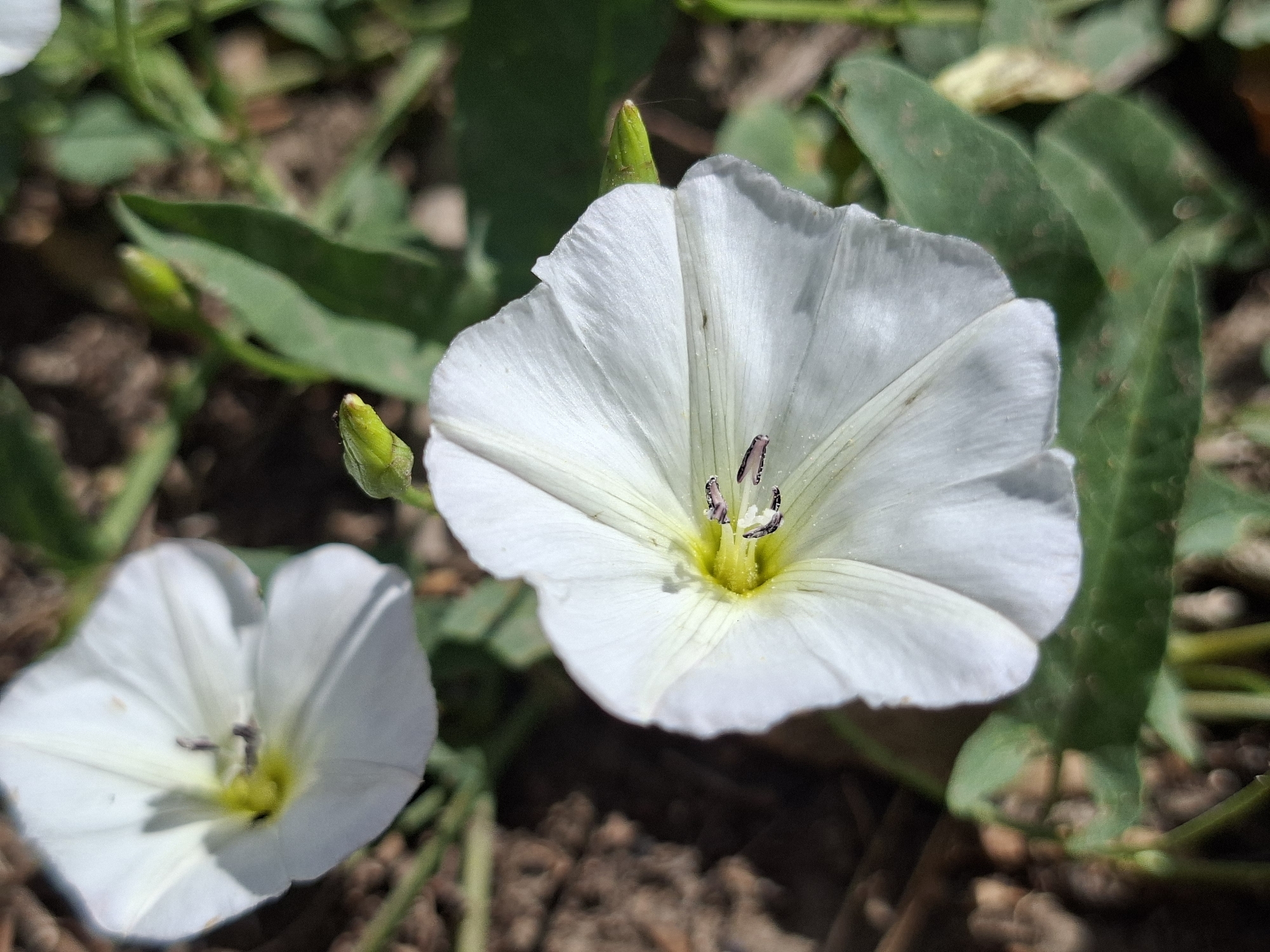 A close-up, eye-level shot focuses on a white bindweed flower, its petals unfurled and slightly translucent, revealing delicate veins. The flower's center is a bright yellow, with dark purple stamens visible. To the lower left, another white bindweed flower, partially visible, echoes the first. Green leaves and stems form a natural backdrop, with hints of brown soil and scattered debris. The scene is set in Novostroyka, Russia.