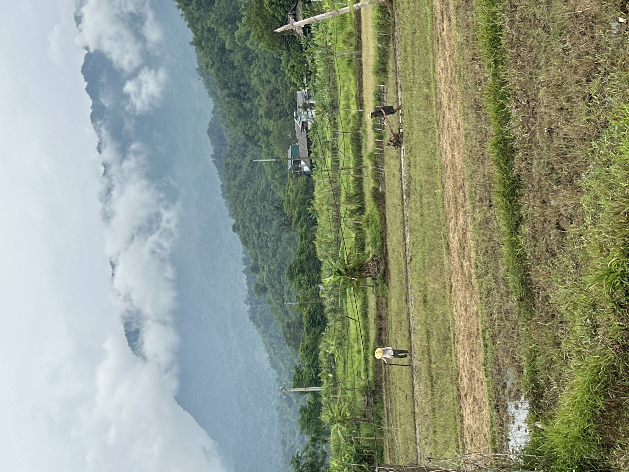 This is an image captured in a rural area of Mai Chau, Vietnam, depicting agricultural activity amidst a mountainous landscape. In the foreground, a field of rice paddies, some flooded and others tilled, stretches across the frame. Two individuals are engaged in farming tasks. One person, wearing a conical hat and light-colored clothing, stands in a tilled section of the field, holding a tool that appears to be a rake or hoe. Further in the distance, another person is operating a tiller machine, its blades churning the muddy soil.
Behind the paddies, a lush expanse of vegetation, including banana trees and various crops, extends towards the base of the mountains. The hills are covered in dense green forests, and the upper slopes are shrouded in a layer of white clouds, giving the scene a somewhat misty and atmospheric quality. In the background, a few buildings with dark roofs are visible nestled amongst the trees, suggesting a small village or settlement. The sky is overcast, contributing to the muted light conditions. The overall impression is one of a working agricultural landscape in a scenic, natural setting.