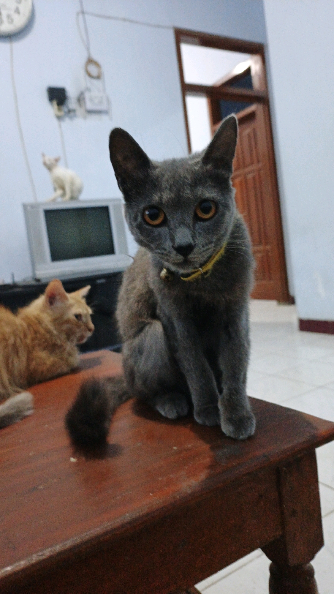 In a residential interior, likely in Campurdarat, Indonesia, two cats are the primary subjects. A grey cat with bright orange eyes sits in the foreground, facing the camera and wearing a yellow collar with a small bell. To the left, an orange cat is lying down, looking away from the camera. In the background, a small white cat is perched on top of a television set. The scene is set in a room with light blue walls, a wooden door, and tiled flooring. A wall clock is visible on the left wall. The overall environment suggests a domestic setting.