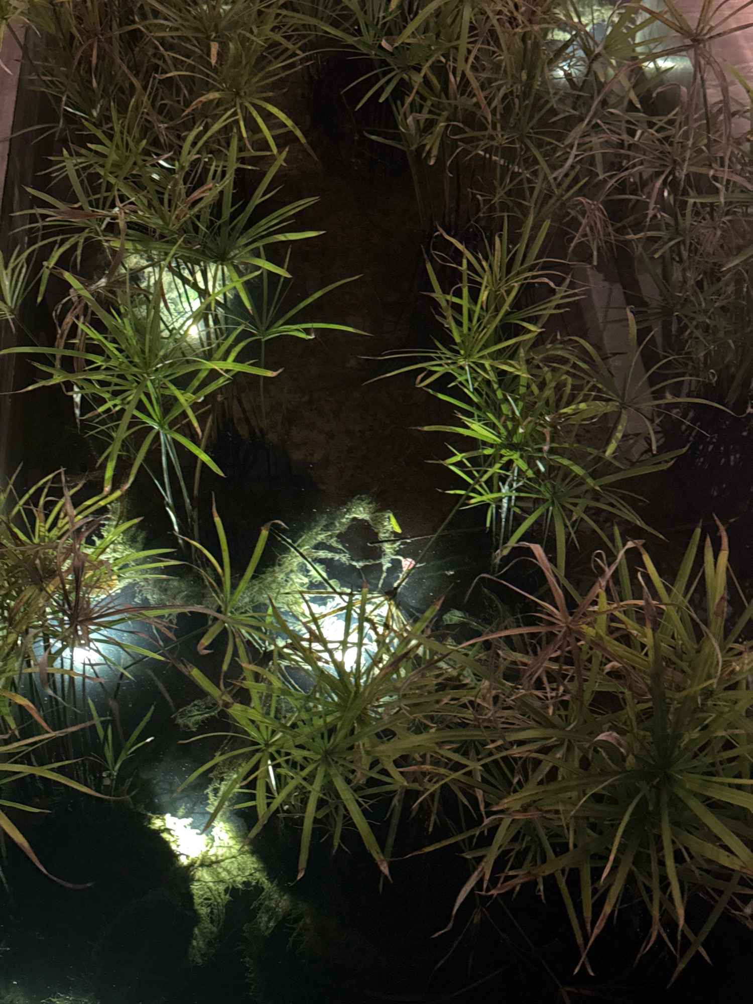The image depicts a densely planted water garden, likely within a private or public landscape in Agios Tychona Community, Cyprus. The vegetation appears to be a type of papyrus or similar aquatic plant, characterized by its umbrella-like clusters of long, slender leaves originating from the tops of stalks. These plants are growing in dark, murky water, possibly a pond or a water feature. Artificial lighting, likely submerged spotlights, illuminates portions of the plants and the water, creating bright highlights and casting shadows. The overall impression is one of lush, somewhat overgrown greenery in a dimly lit aquatic environment. There are no people or discernible animals visible in the image.