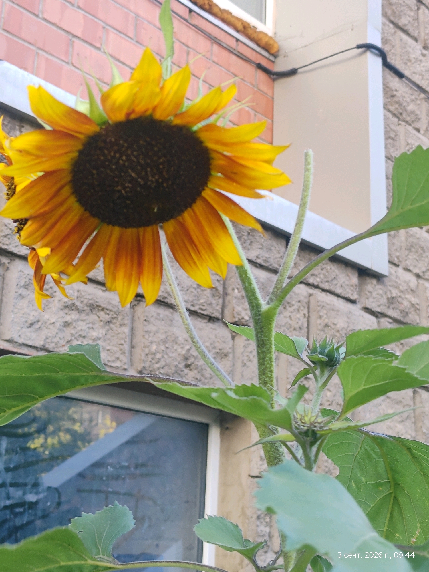 A close-up, eye-level shot captures a sunflower in full bloom, its yellow petals radiating from a dark center. The sunflower is positioned in the foreground, with its stem and leaves extending upwards. Behind the sunflower, a light-colored building facade made of stone blocks is visible, with a red brick wall and a window in the upper left portion of the frame. A portion of a window with reflections of trees and sunlight is visible in the lower left quadrant. The overall lighting suggests it is daytime, with the sun casting some shadows. The image is dated "3 сент. 2026 г., 09:44," which translates to September 3, 2026, at 9:44 AM. The image does not provide explicit clues to its location within Astana, Kazakhstan, but the presence of the sunflower and the architectural style of the building are common in many urban and suburban environments.