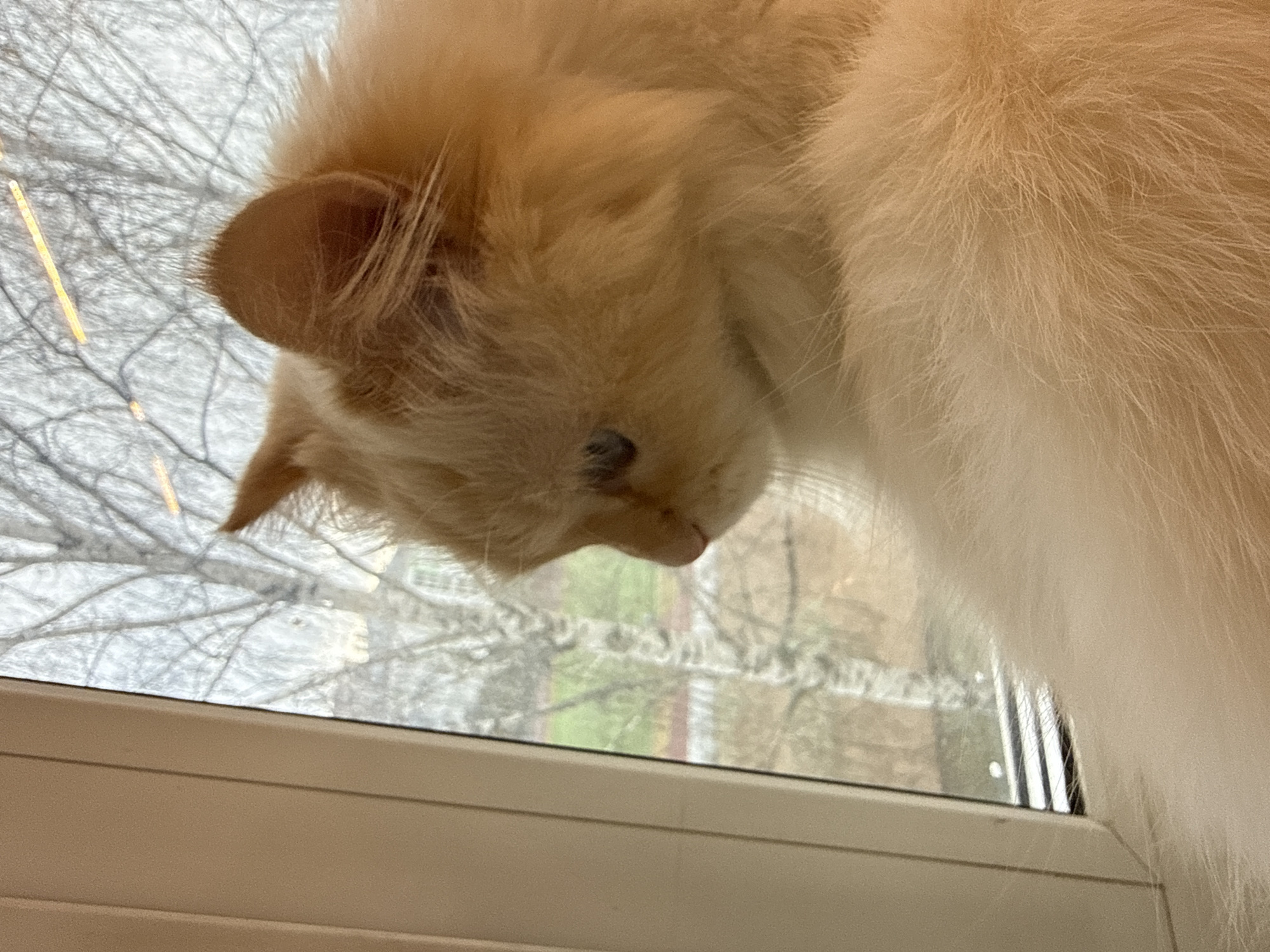 A close-up, overhead shot features a fluffy, light-orange cat looking down, its head angled towards the bottom left of the frame. The cat's left ear and part of its face are visible. Behind the cat, a window is present with a view of bare tree branches and possibly a glimpse of a green area. The bottom portion of the window frame is visible, suggesting an indoor setting. There is no specific identifying information to identify the city of Chaikovsky, Russia in the image.