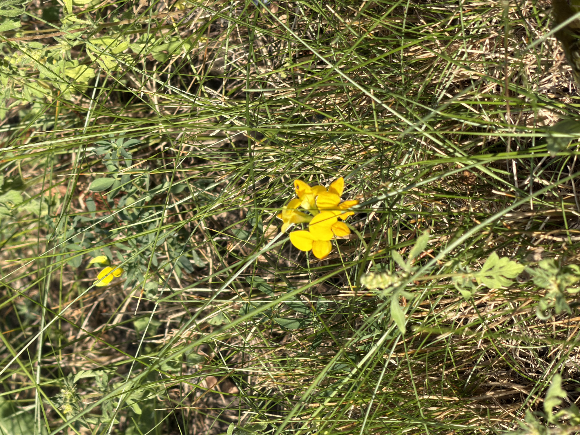 The image shows a close-up view of a patch of grass with some yellow flowers. The grass is green and dry in places, with some blades of grass running across the foreground. The yellow flowers are small and delicate, with multiple petals. There are also some green leaves and stems visible. The background is blurred and appears to be a natural outdoor setting, possibly a field or meadow. The lighting suggests it is daytime, with sunlight illuminating the scene.