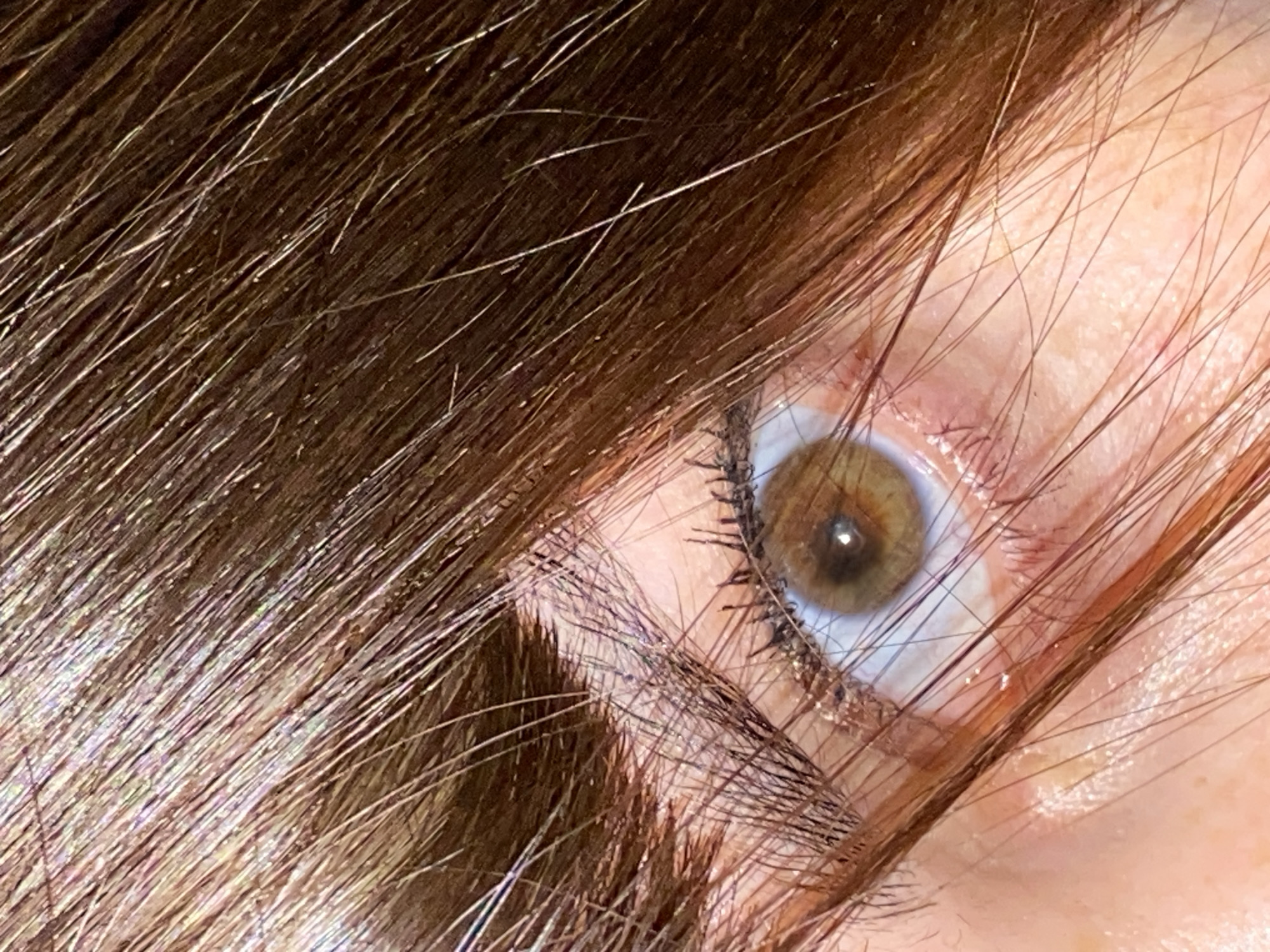 A close-up, high-detail photograph captures a human eye partially obscured by rich, dark brown hair. The subject is located in Votkinsk, Russia. The visible eye features a warm hazel-brown iris with a dark, central pupil that reflects a light source. The sclera (white part of the eye) shows subtle pinkish veins. Dark mascara thickly coats the eyelashes, which are prominent and appear somewhat clumpy.
The majority of the frame is dominated by numerous strands of brown hair, many of which catch the light, creating bright, almost silvery highlights against the darker background of the hair mass. The hair falls diagonally across the eye, allowing only a portion of it to be fully visible, creating a sense of being peered through. The skin around the eye is fair-toned, revealing minor textural details characteristic of a very close-up shot. The lighting is direct, emphasizing the textures of the hair, skin, and eye. There is no visible text, specific time of day, weather, or discernible emotion. The image is an intimate and detailed study of the eye and surrounding hair.