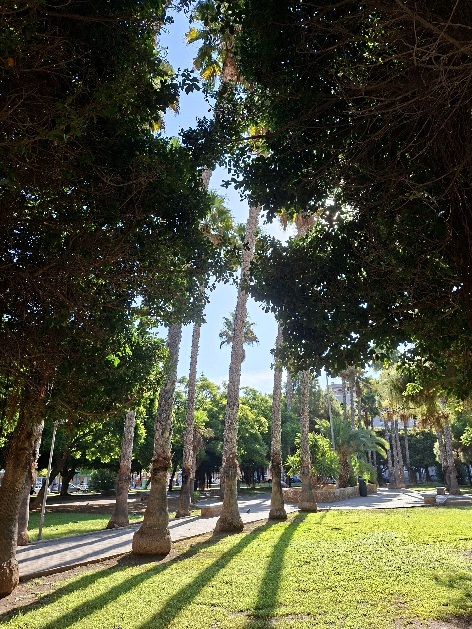 A low-angle, vertical shot captures a sunlit park in Torrevieja, Spain. The foreground features a vibrant green lawn with sharp, diagonal shadows cast by the sun filtering through the dense foliage of mature trees. A paved walkway, lined with palm trees, runs horizontally across the mid-ground, leading the eye towards the background. The palm trees exhibit rough, textured trunks and sparse fronds, with sunlight highlighting their upper sections. Beyond the walkway, more trees and buildings are visible. In the distance, a few cars are parked along a street, and several multi-story buildings stand against a clear blue sky. The overall impression is one of a peaceful, sunny day in an urban park setting.