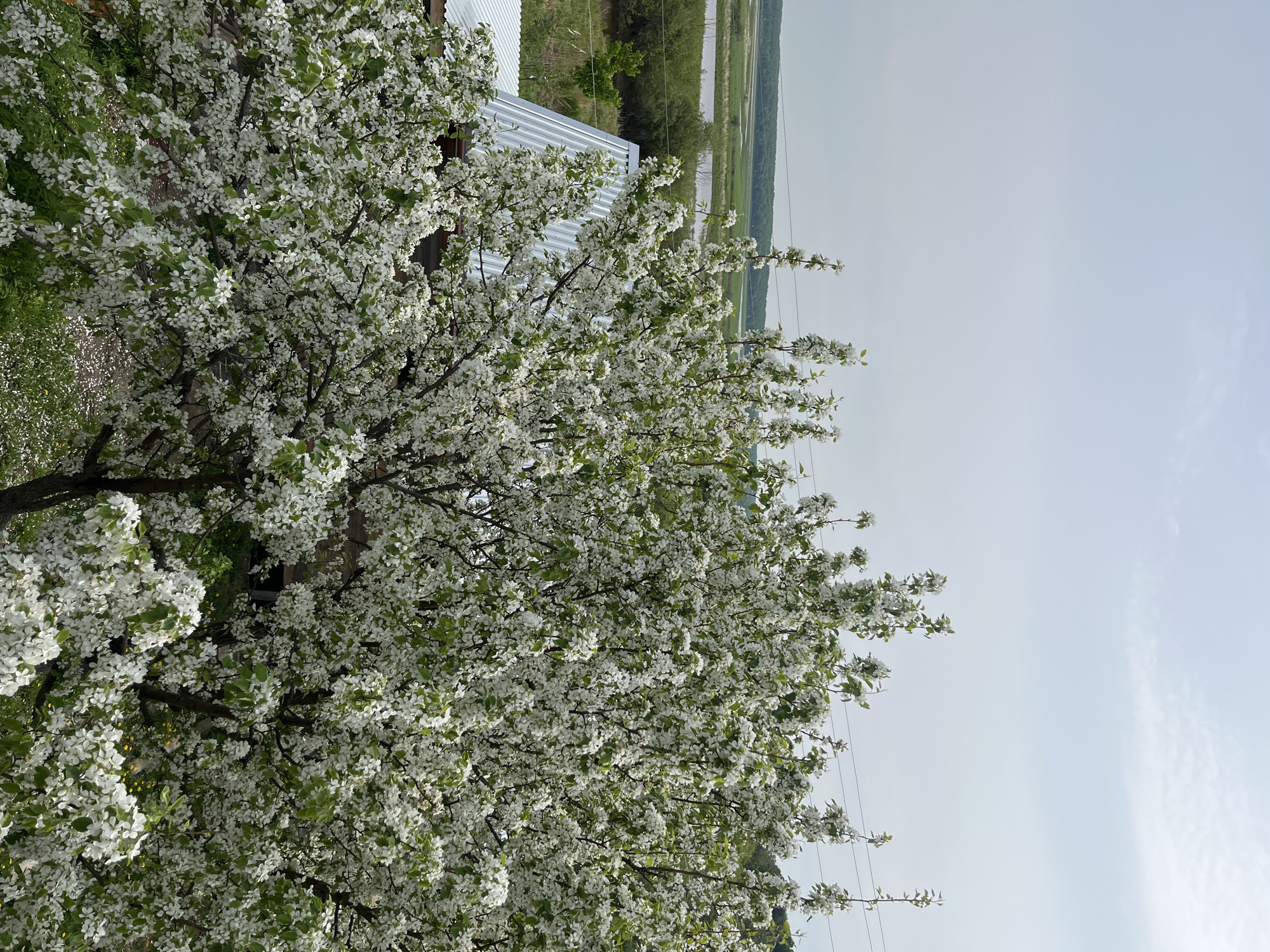 The image shows a blossoming tree with white flowers dominating the left side and center. To the right, the sky is visible. Behind the tree, partially obscured, is a building with a corrugated metal roof. In the distance, land and a body of water can be seen. The image is from Маяк, Russia.