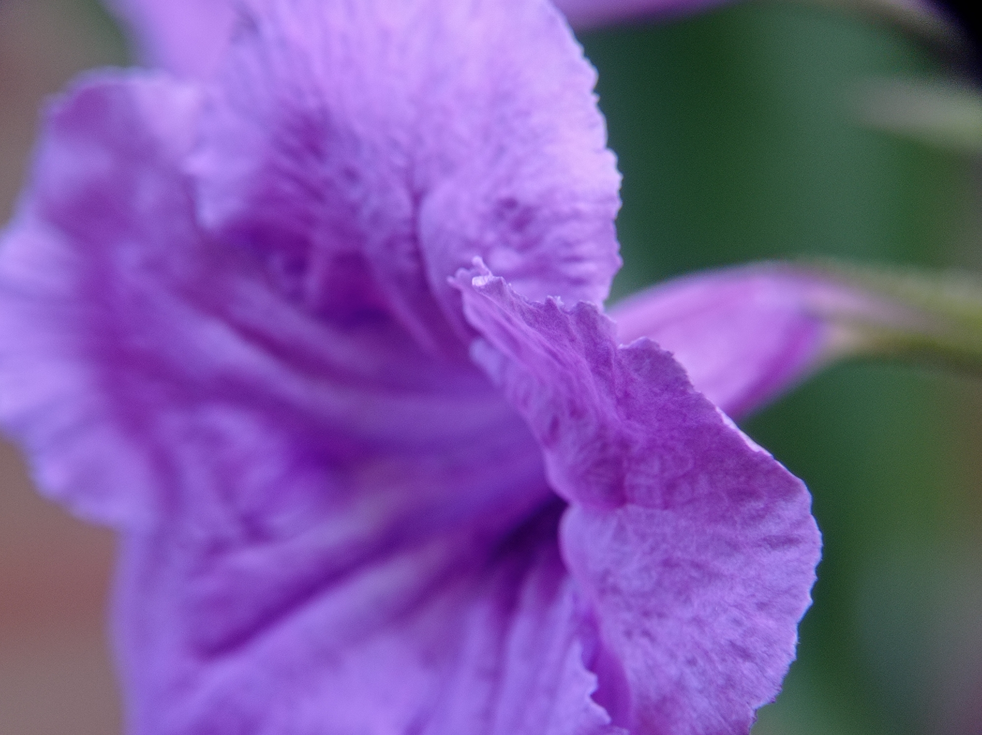 A macro photograph captures a close-up of a vibrant purple flower, its delicate petals unfurling in a soft focus. The foreground is dominated by the textured surface of the flower, with some areas sharply defined and others softly blurred, creating a sense of depth. The background is a hazy wash of green, suggesting foliage or a natural outdoor environment. The image does not contain any people, objects, or actions that can be used to determine a specific location within the city of Mulyoagung, Indonesia.