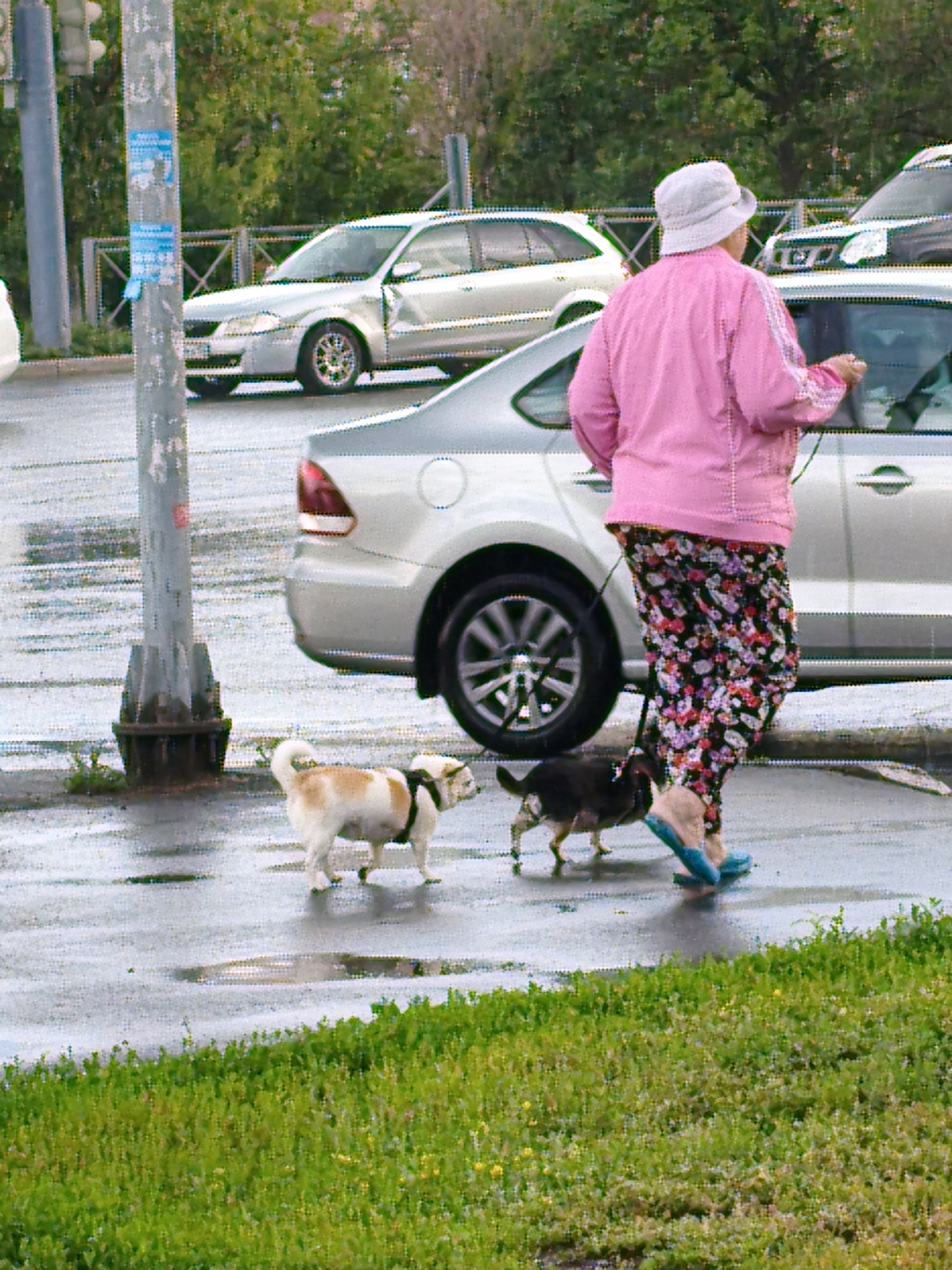 A woman wearing a white bucket hat, a bright pink jacket, and floral pants is walking two dogs on leashes. The woman is on the right side of the frame. The dogs are a light brown and white dog and a smaller dark brown dog. The dogs are walking on a wet paved surface, indicating it may have rained recently. Behind the woman, a silver sedan is parked. In the background, there are more cars and trees. The scene appears to be a street in the city of Orenburg, Russia.
