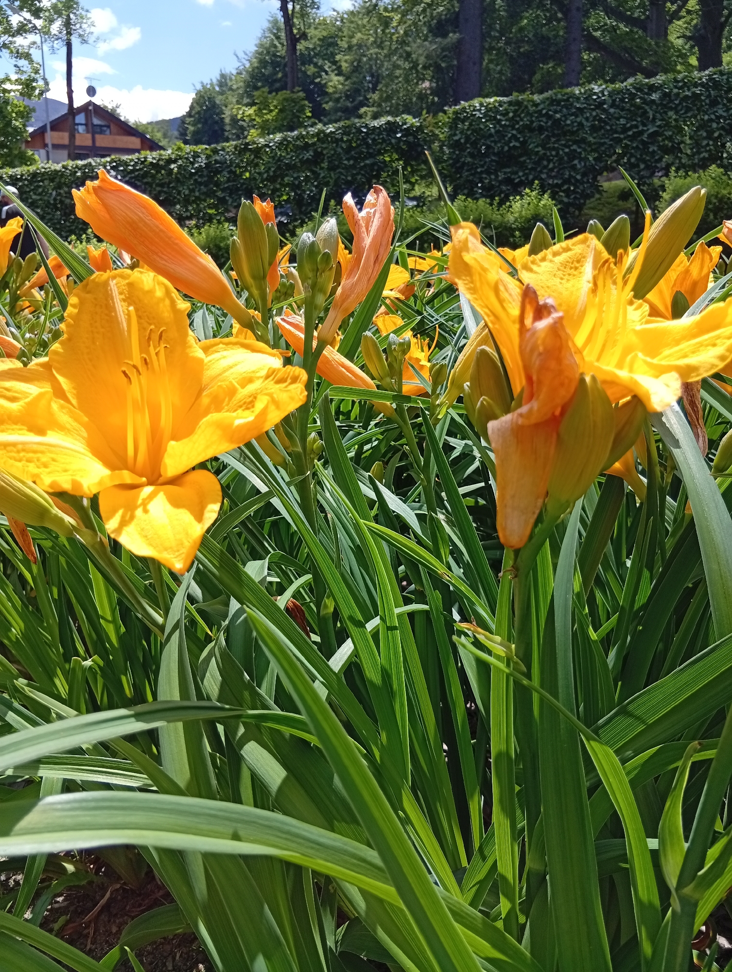 The image shows a close-up of bright yellow daylilies in full bloom, with green foliage surrounding them. In the background, a hedge lines a property with a modern house visible beyond it. Tall trees are also present in the background, and the sky is a clear blue with some white clouds. The setting appears to be a well-maintained garden or park area. This image was taken in Karpacz, Poland, on July 12, 2023.