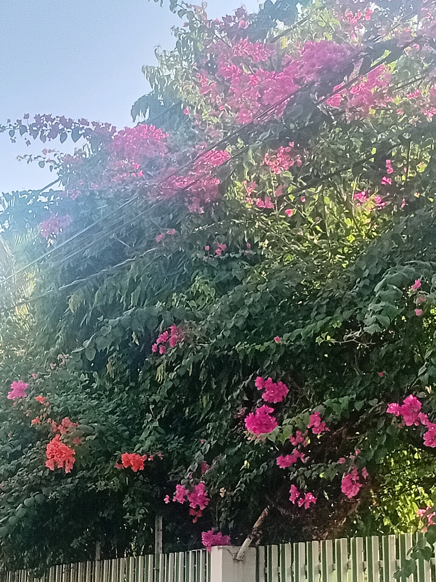 The image depicts a lush green hedge with vibrant pink and orange bougainvillea flowers cascading over electrical wires. The flowers are in full bloom, creating a striking contrast against the dark green foliage. The scene is bathed in natural sunlight, casting a warm glow on the vegetation. In the foreground, a white picket fence runs horizontally across the bottom of the frame, suggesting a residential or public garden setting. The sky above is a pale blue, hinting at a clear day. The presence of electrical wires suggests an urban or semi-urban environment. The overall impression is one of natural beauty and tranquility. This image could be located in Kudus, Indonesia, a city known for its tropical climate and abundant flora.