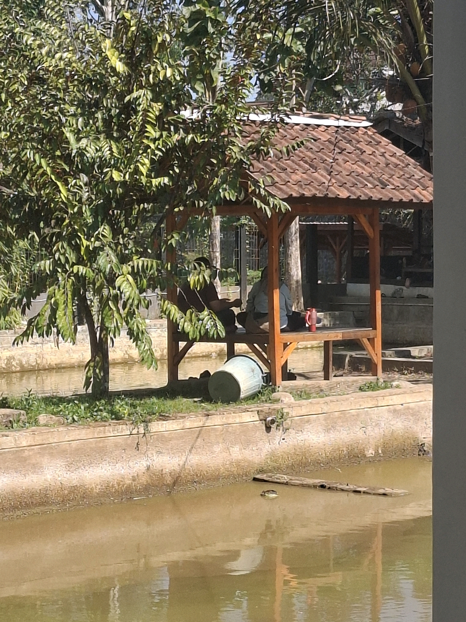 The image depicts an outdoor scene near a body of water, possibly a pond or slow-moving river, in Cibentang, Indonesia. In the foreground, the murky brown water reflects the surrounding environment, with a wooden plank floating on its surface. A concrete embankment lines the water's edge, with patches of green grass and some scattered rocks.
A small, open-air wooden gazebo with a terracotta tiled roof is situated on the embankment. Two individuals are seated on a wooden bench inside the gazebo. One person, wearing a dark top, is facing away from the camera and appears to be interacting with the other individual. The second person is wearing a light-colored long-sleeved shirt and is also seated on the bench, facing away from the camera. A red water bottle is placed on the bench between them. To the left of the gazebo, a light-colored trash can is visible on the ground.
A large tree with dense green foliage stands to the left of the gazebo, its branches extending over the structure. In the background, more trees and some buildings with tiled roofs are visible, suggesting a semi-rural or suburban setting. The overall impression is a tranquil outdoor area, possibly a park or a residential garden with a water feature. The lighting suggests it is daytime, with sunlight casting shadows.