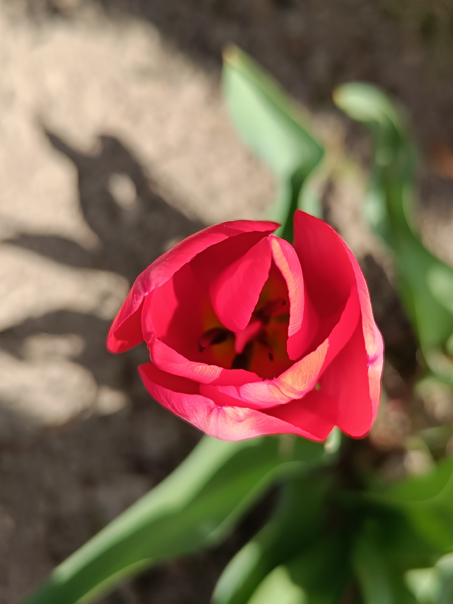 A close-up, eye-level shot captures a red tulip in partial bloom. The petals are tightly closed, revealing a black and yellow interior. The tulip is surrounded by green leaves. The background is composed of soil or dirt, marked by a dark shadow. The location is potentially Cherkovitsa, Bulgaria.