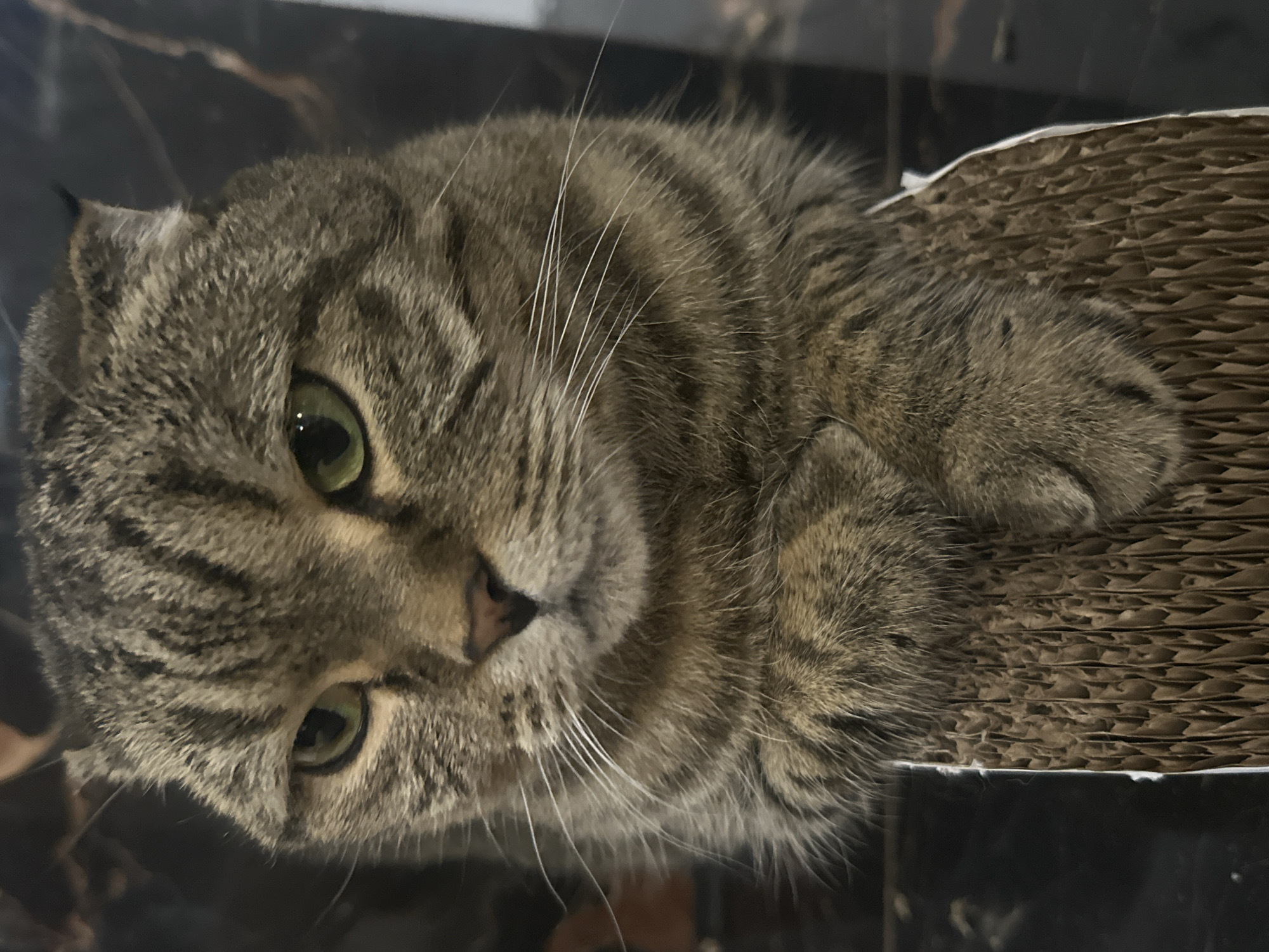A tabby cat with green eyes is looking forward, with its front paws resting on a cardboard scratching post. The cat has folded ears and is positioned in the foreground of the image. The background is dark and out of focus, with hints of a marbled pattern on a wall. There is no information about the city of Virki, Russia, or any other geographical location.