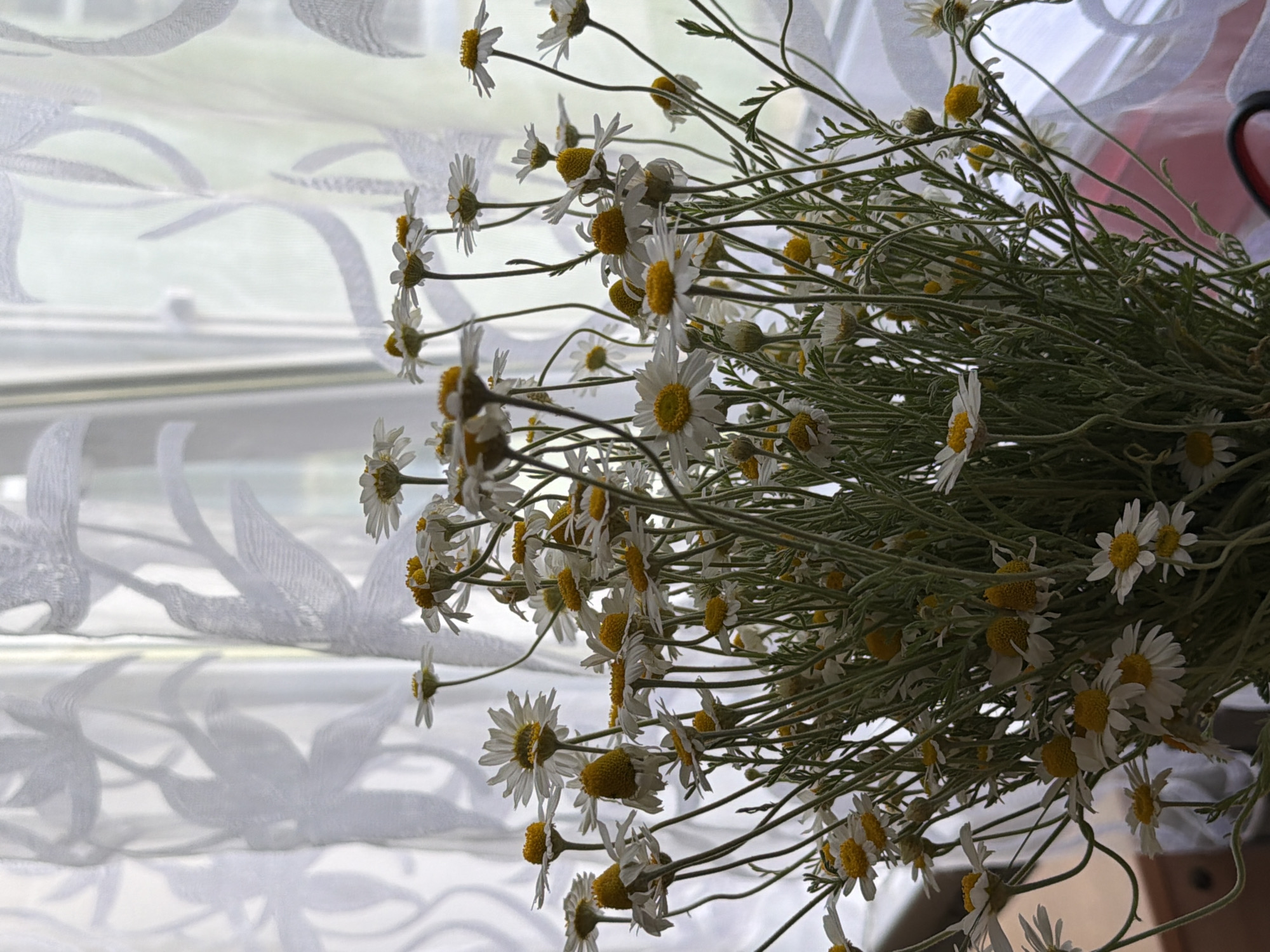 A close-up shot displays a dense bouquet of chamomile flowers, with their characteristic white petals and yellow centers, against a backdrop of a white, patterned voile curtain obscuring a window. The setting appears to be indoors in Unknown, Unknown. The lighting is diffuse, enhancing the texture of the petals and the curtain's floral design. The stems of the chamomile are slender and green, contributing to the overall natural aesthetic.