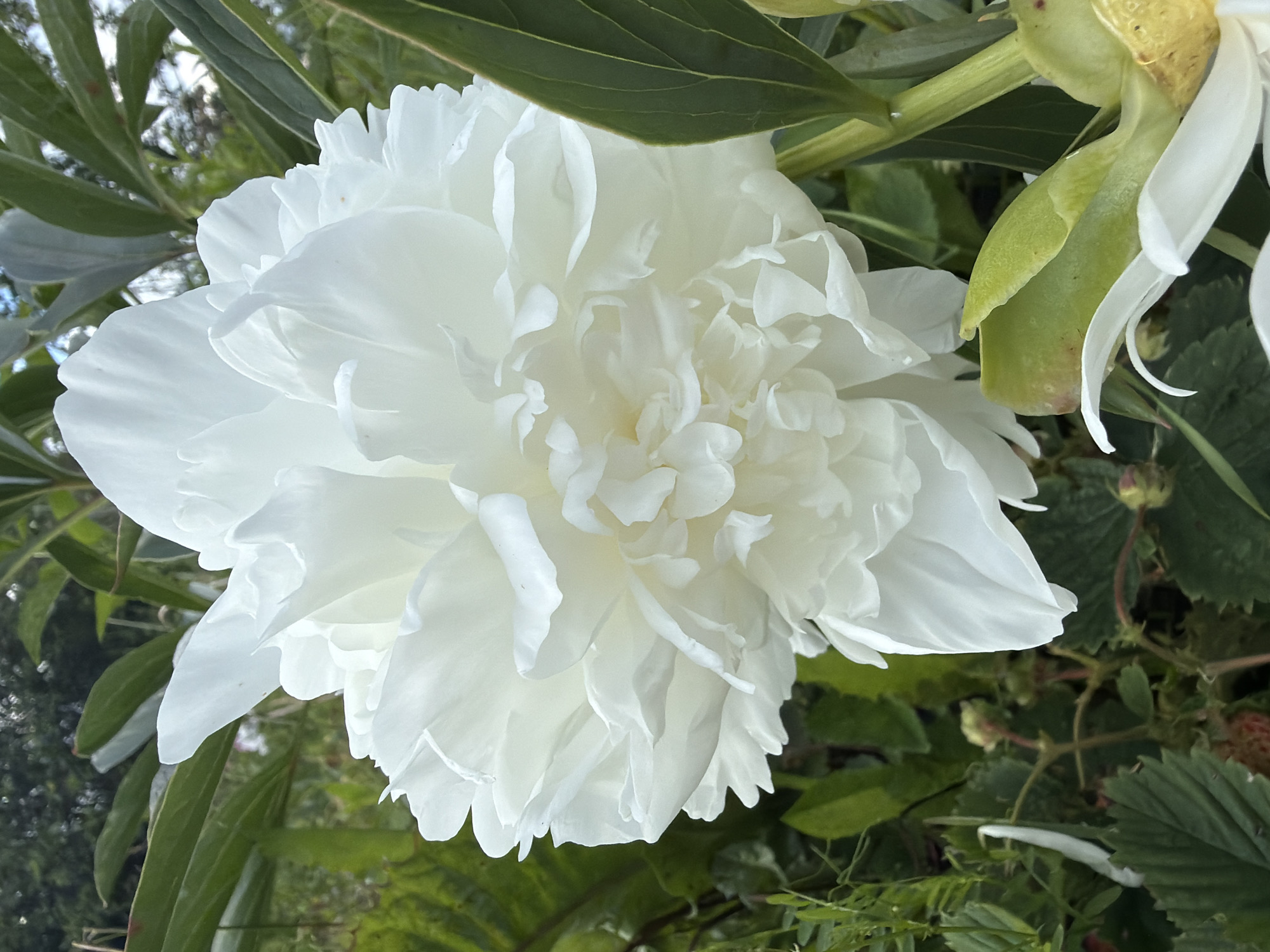A close-up, eye-level, outdoor shot features a large, white peony in full bloom. The flower is the central subject, with its many delicate, ruffled petals filling the majority of the frame. The lighting suggests it is daytime, likely with soft, diffused light as there are no harsh shadows. The background consists of blurred green foliage, indicating a garden or natural setting. To the right of the peony, a pale green seed pod or developing fruit is visible, with hints of pink or red on its surface. Some darker green leaves from the peony plant and surrounding vegetation frame the flower. The overall impression is one of natural beauty and tranquility. There is no visible text in the image.