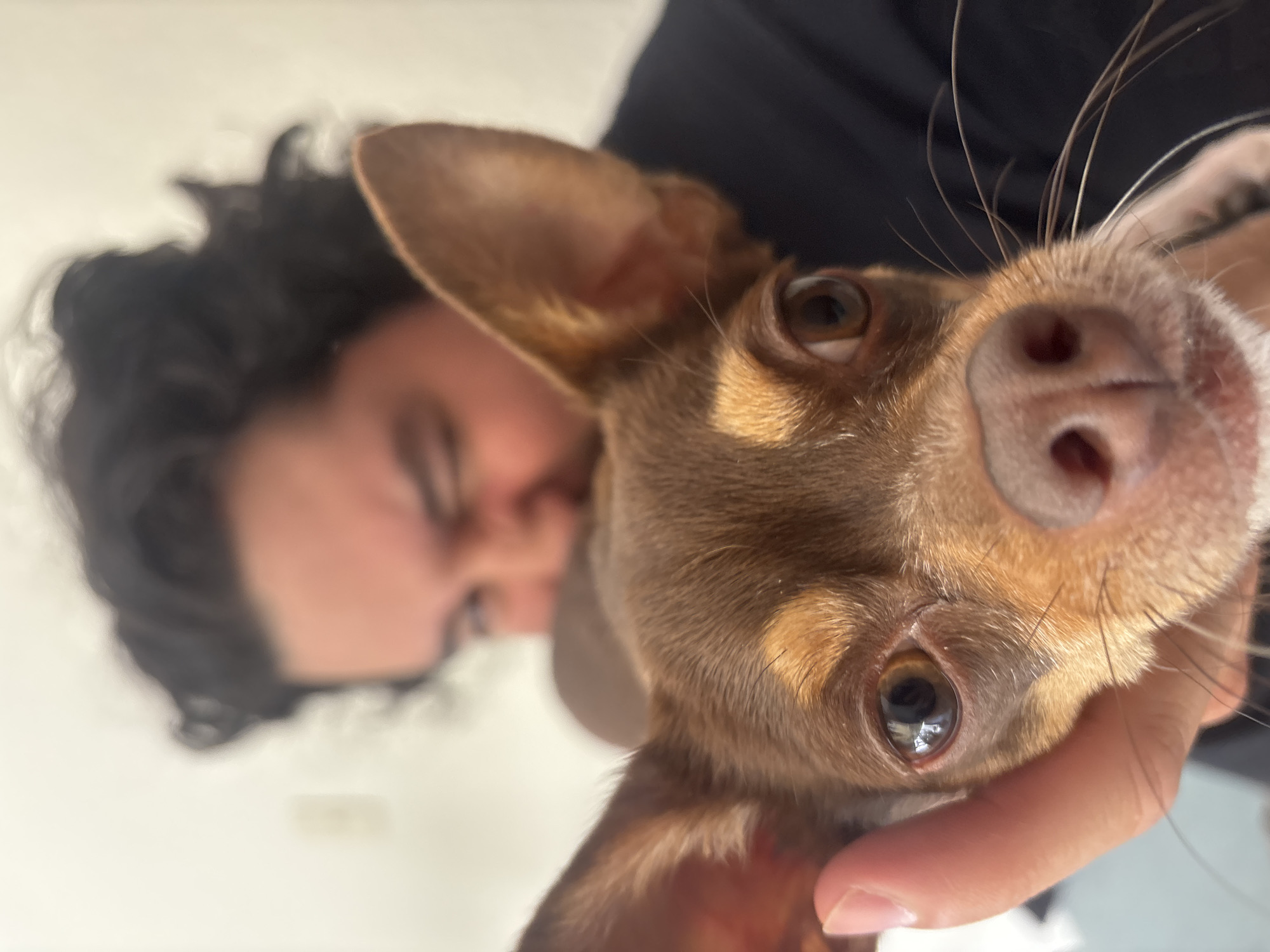 A close-up indoor shot shows a brown short-haired chihuahua dog held in front of a person. The dog's face fills the majority of the frame, with the nose and eyes in sharp focus. The person holding the dog is slightly blurred in the background and has dark curly hair. The background is a white wall. The location is unknown and cannot be verified as Puebla, Mexico.