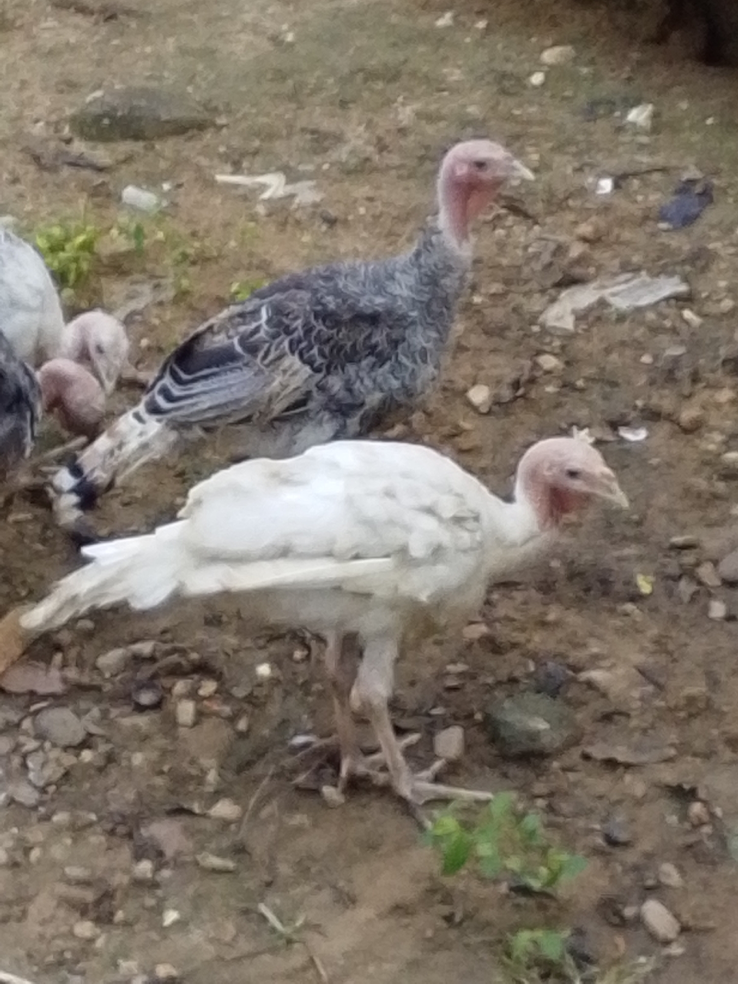 A flock of turkeys is gathered on a patch of dry, dirt ground littered with small rocks and some white debris. In the foreground, a white turkey stands facing to the right, its head turned to the left. Behind it, a darker, speckled turkey is visible, also facing to the right. To the left of the speckled turkey, several smaller, lighter-colored birds, likely young turkeys, are clustered together. The environment suggests an outdoor, rural setting. The photograph appears to have been taken at ground level, offering a close-up view of the birds.