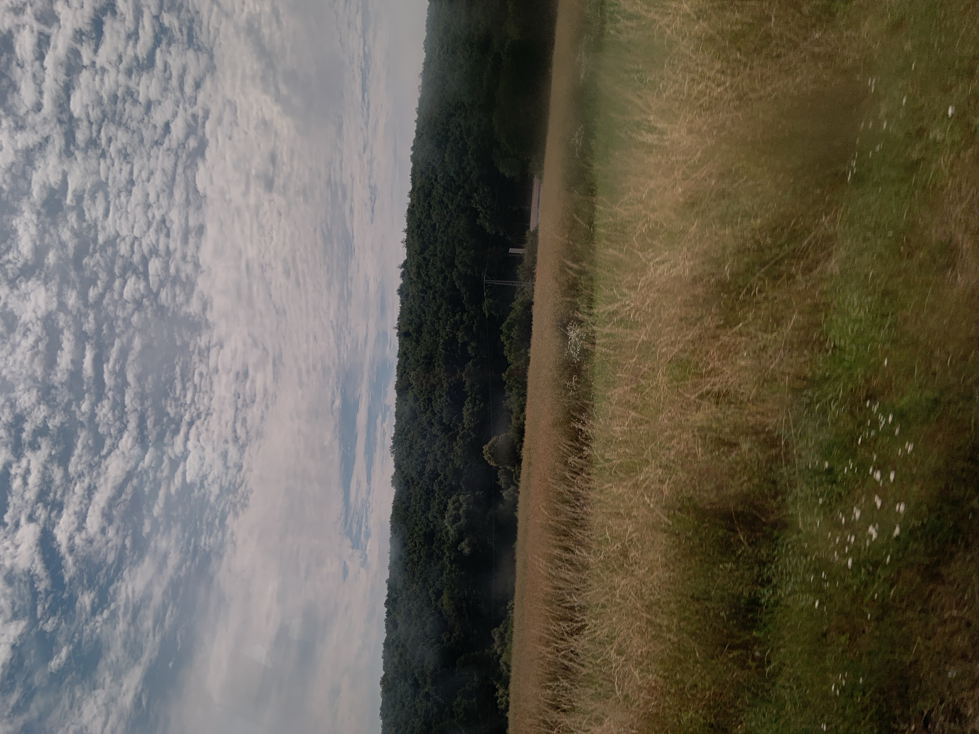 The image depicts a rural landscape scene. In the foreground, there is a field of tall, golden-brown grass, with some green grass and scattered small white wildflowers visible at the bottom. Beyond this field, a dense, dark green forest stretches across a rolling hillside. The sky above is filled with a pattern of white, wispy clouds against a pale blue background. A road is faintly visible in the middle ground, winding through the trees. There are no people or animals present in the image. The scene appears to be an outdoor view, likely taken from a moving vehicle given the slight motion blur in the foreground. This scene is located in the vicinity of Weidenhausen, Germany.