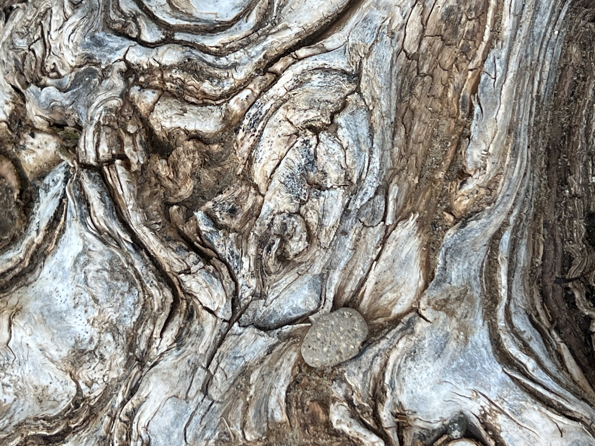 The image is a close-up, abstract shot of weathered wood, likely from a fallen tree or an old structure. The wood displays intricate patterns of grain, cracks, and varying textures, with colors ranging from light grey and white to deep browns and blacks. A small, grey, oval-shaped pebble is visible on the surface of the wood, slightly to the left of the center. The lighting suggests an outdoor environment, possibly with dappled sunlight. No people or animals are present. The image does not contain any information that would allow for its specific location within the city of Chaikovsky, Russia, or any other geographical context.
