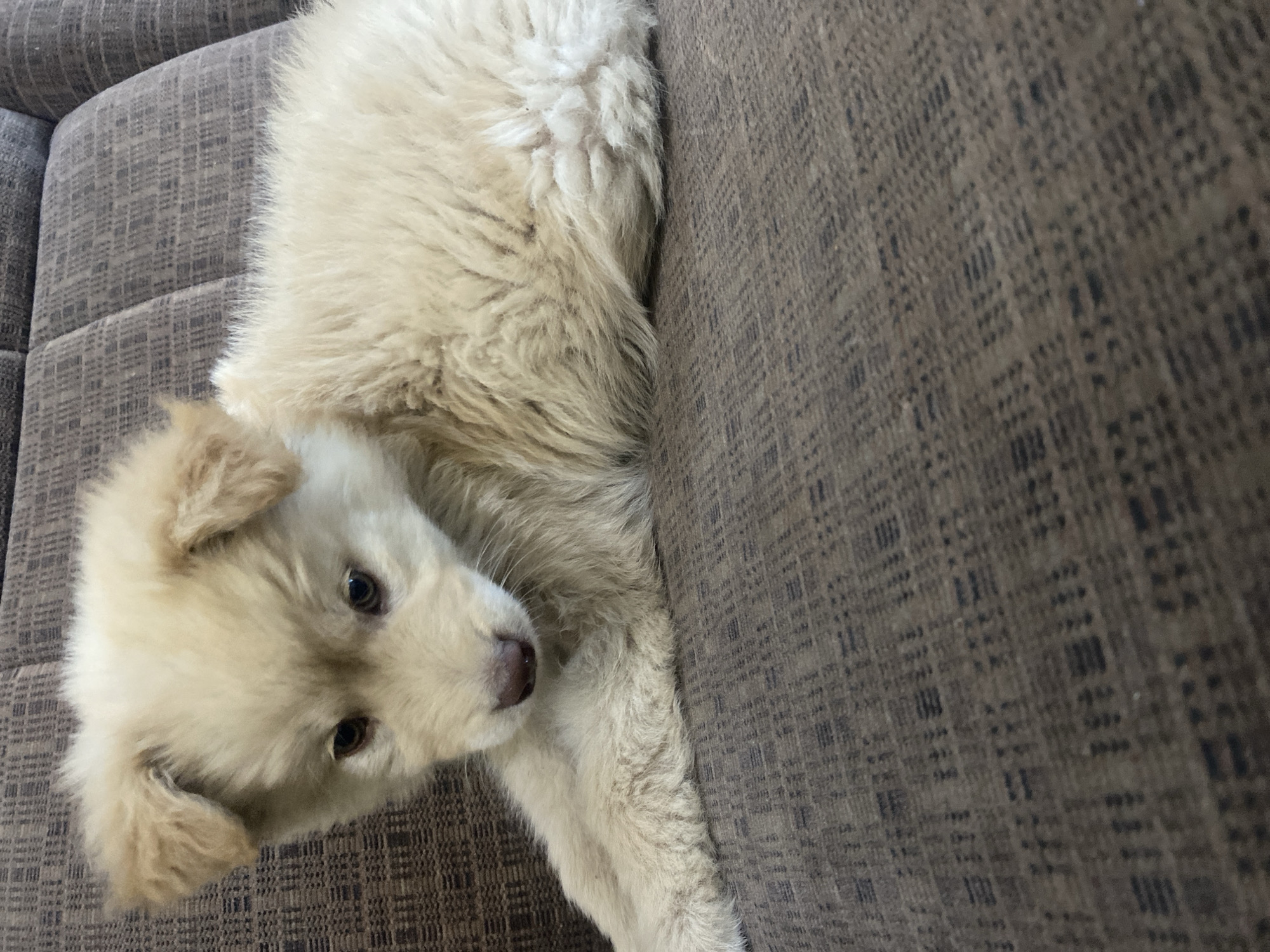 A pale cream colored fluffy puppy with dark brown eyes and a pink nose lays on its side on a brown textured sofa. The puppy's head is resting on its paws, and its body is curled up. The sofa has a woven pattern with dark brown and lighter brown threads. The lighting in the image is soft, and the focus is on the puppy.