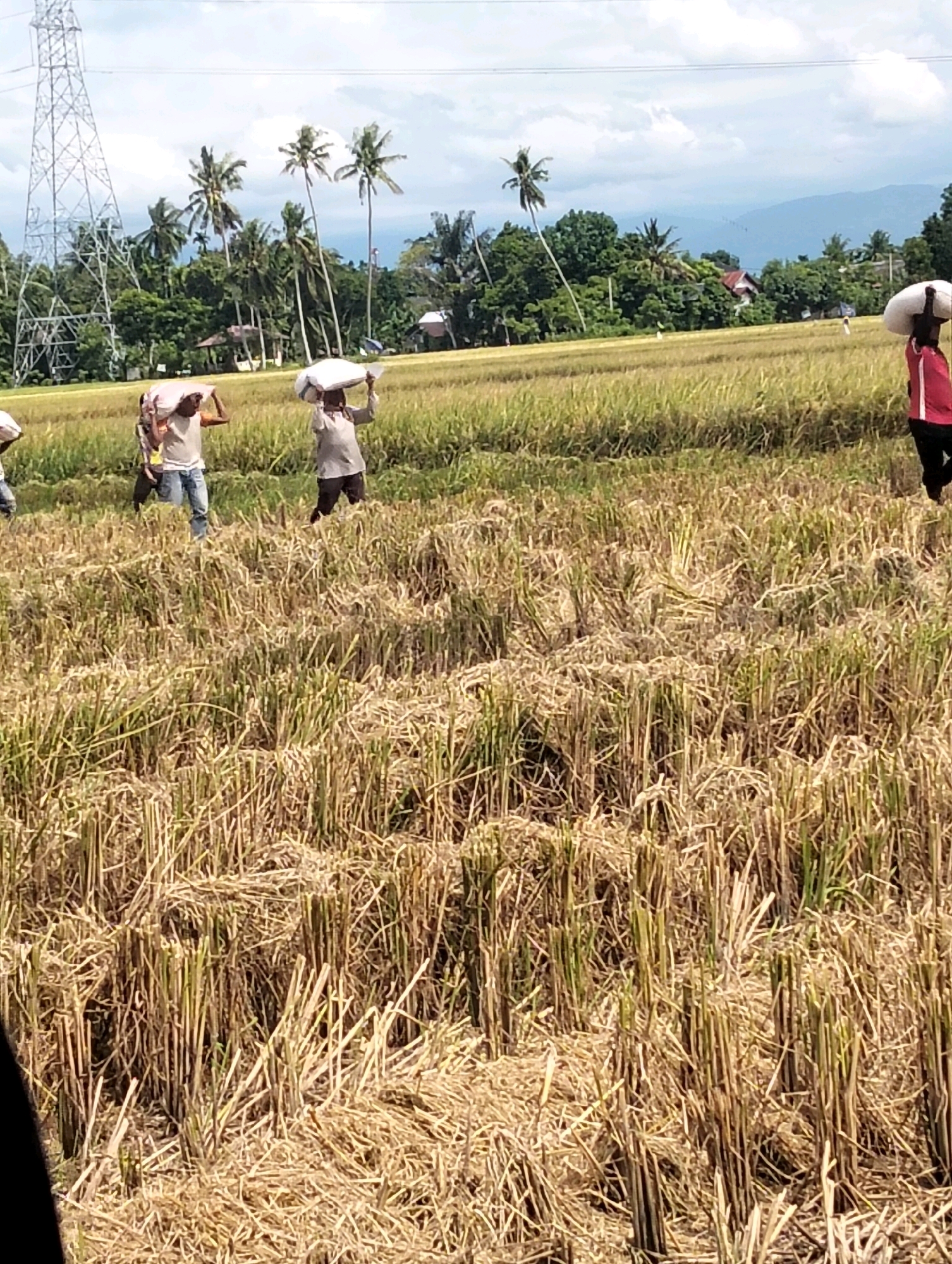 The image shows a group of people harvesting crops in a field in Teungoh, Indonesia. The field appears to be a rice paddy, with stubble from harvested stalks covering the ground. Several individuals are visible, each carrying a large white sack of harvested produce on their shoulders. They are walking across the field, presumably heading towards a collection point or transport. In the background, palm trees and other vegetation are visible, along with a power transmission tower and distant hills under a cloudy sky. The scene suggests agricultural labor and the process of collecting harvested crops.