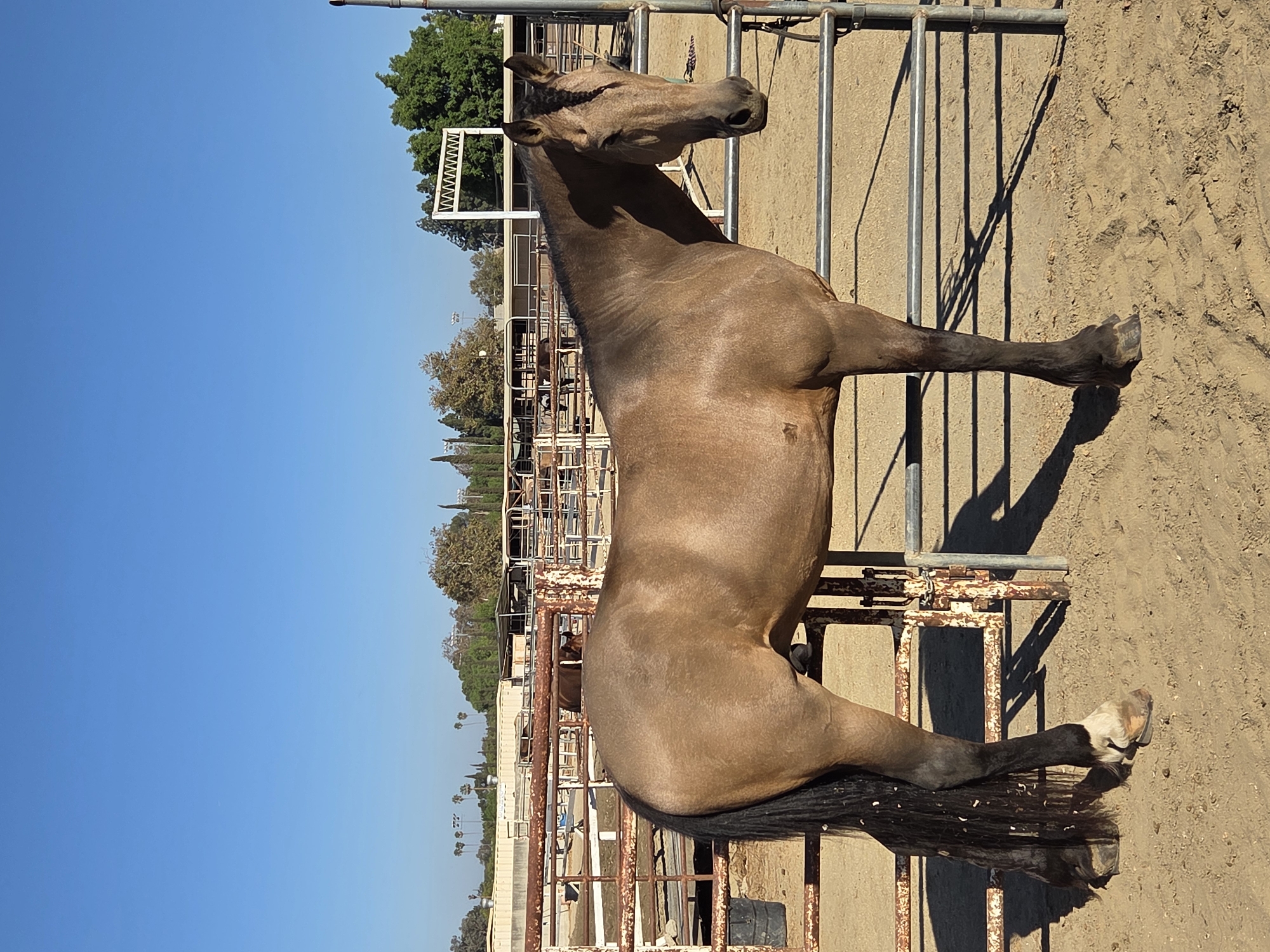 A tan horse stands in a dusty outdoor enclosure under a clear blue sky. The horse is facing to the right and its body is angled towards the camera. It has a dark mane and tail, and dark markings on its legs. The enclosure has metal fencing and some dirt and sand on the ground. In the background, there are more pens, some buildings, and trees. The location is the city of Burbank, United States of America.