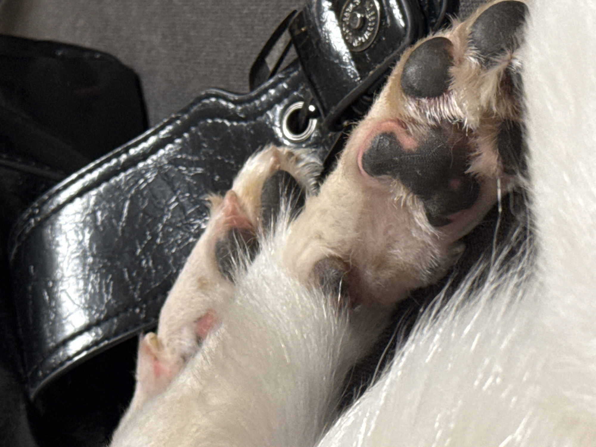 A close-up shot reveals a dog's paw resting on or near a black, shiny handbag. The paw has pinkish skin with black pads, and is surrounded by white fur. The handbag has a decorative strap and a metal buckle. No people, specific actions, interactions, or environmental details are discernible from the image. There is no information given in the image about Ramat Gan, Israel.