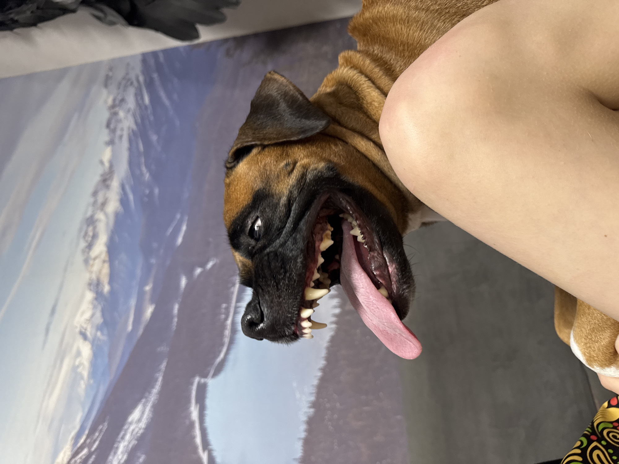A close-up, slightly angled image shows the head of a brown and black boxer dog with its mouth open, tongue extended, and teeth visible. A light-skinned arm or leg is partially visible behind the dog's head. The background is a blurry image that appears to depict a snowy mountain landscape. There's no information available that the image was taken in the city of Chaikovsky, Russia.