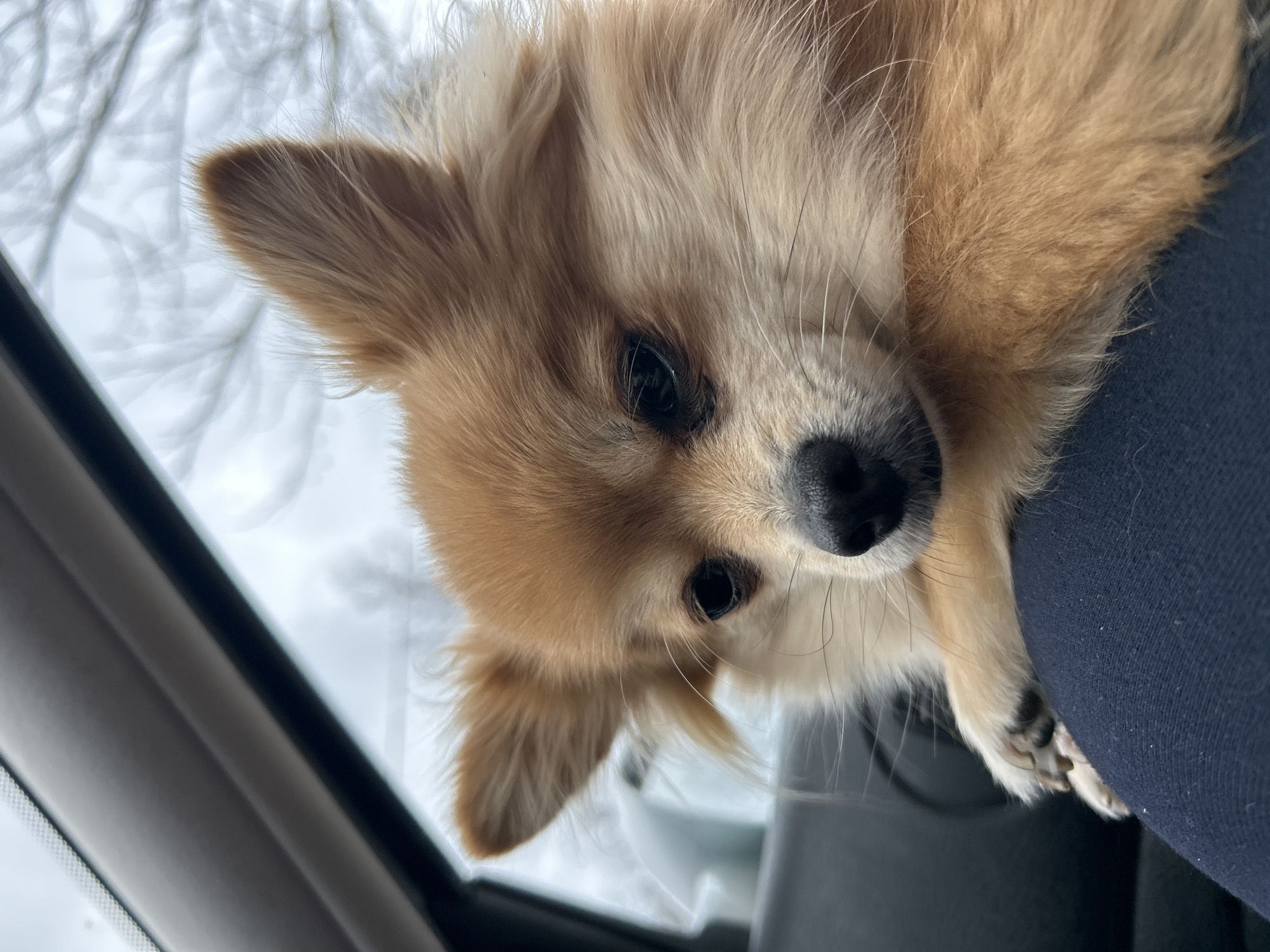 A tan and white long-haired Chihuahua-type dog rests its chin on a dark blue fabric surface, possibly a person's lap. The dog is indoors, next to a car window frame. The view through the window shows bare branches of trees against an overcast sky. It is not possible to ascertain that the location is Varshets, Bulgaria from visual information.