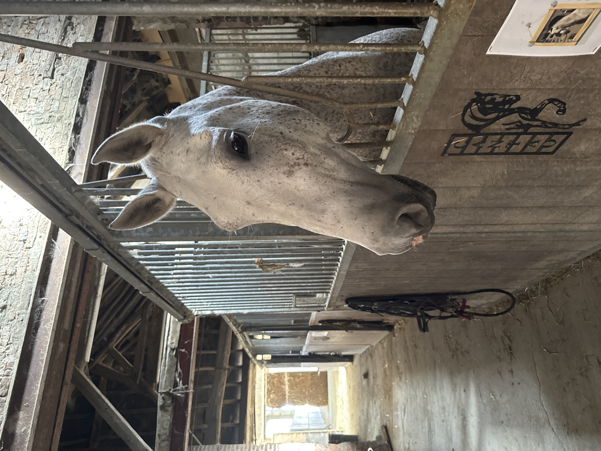 The image shows the head and neck of a dappled grey horse peering over a stable door. The horse is in a stable, with wooden walls and a metal grate. The stable appears to be old, with exposed beams and brickwork visible in the background. A bridle is hanging on the wall of the stable. In the foreground, the horse's muzzle is visible, with some pink skin showing. The horse's eyes are dark and alert. The overall impression is one of a well-kept but rustic stable environment. The location of Estaimpuis, Belgium is not visible in the image, nor are there any people, animals other than the horse, or actions depicted.