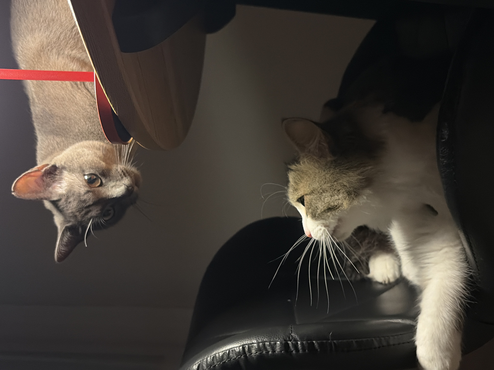 In a dimly lit room, likely a home office or study, two cats are the subjects of this photograph. One cat, a grey tabby with bright copper eyes, peers down from a wooden surface, possibly a desk or shelf, illuminated by a red object, perhaps a lamp or decoration. Its gaze is directed towards the other cat. The second cat, a long-haired tabby and white feline, is seated in a black leather chair, looking upwards towards the first cat. The scene is composed in a way that creates a sense of playful intrigue or observation between the two animals. There is no indication of the location being specifically Yekaterinburg, Russia, as no geographical markers are present in the image.