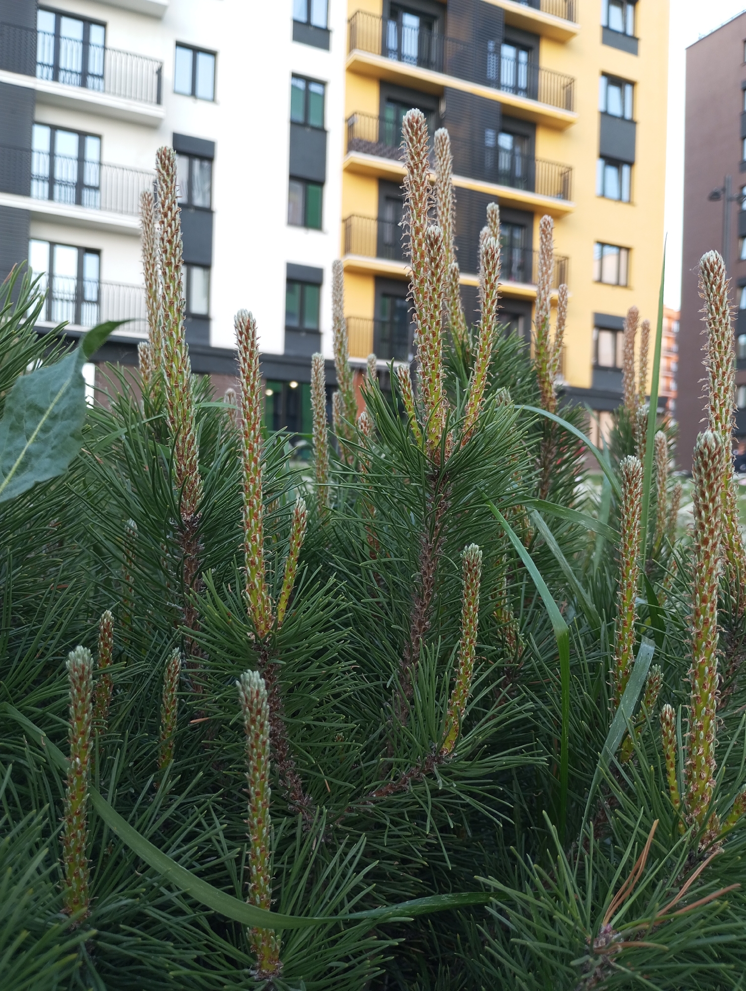 The image shows a close-up view of a small pine tree or shrub in an urban setting. The plant features numerous green needles and prominent, upright, light brown and green pine candles. Behind the pine tree, there are multi-story residential buildings with various colors, including white, yellow, and brown. The buildings have balconies and uniformly designed windows. The vegetation is located in a public green space in Pervomaysky, Russia. No people are visible in the image.