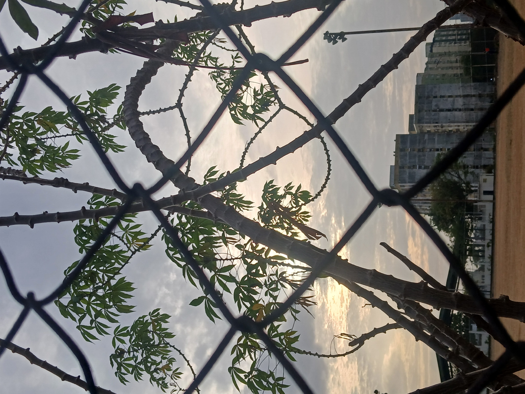 The image, taken from behind a black chain-link fence, presents a view of a cassava tree with green leaves against a backdrop of an overcast sky and buildings. The scene appears to be in Ciudad Guayana, Venezuela. The tree's branches are visible through the fence, with sunlight filtering through the leaves. In the background, there are several multi-story buildings of a grey, concrete block construction, suggesting an urban or suburban setting. A light standard with multiple lamps is present to the left of the buildings, suggesting that the area may be a sports field. The ground in the background is a tan/brown color. The image is rotated horizontally.