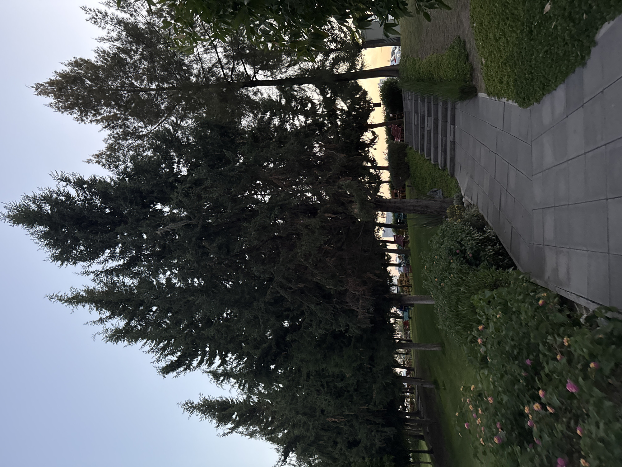 The image shows a park landscape likely in the city of Puebla, Mexico, based on the vegetation and architectural details. In the foreground, a row of tall, dense trees lines the left side of the image. The trees cast significant shadows, obscuring details of the grass and possibly other vegetation below. To the right of the trees is a paved walkway constructed of large, rectangular stones. Adjacent to the walkway, a manicured hedge with flowering plants adds visual interest. In the background, a flight of stairs leads upwards, possibly to a higher level of the park. The scene appears to be captured during the late afternoon or early evening, as evidenced by the soft light and shadows. Distant structures and vehicles can be discerned through the trees in the background, indicating an urban or suburban setting.