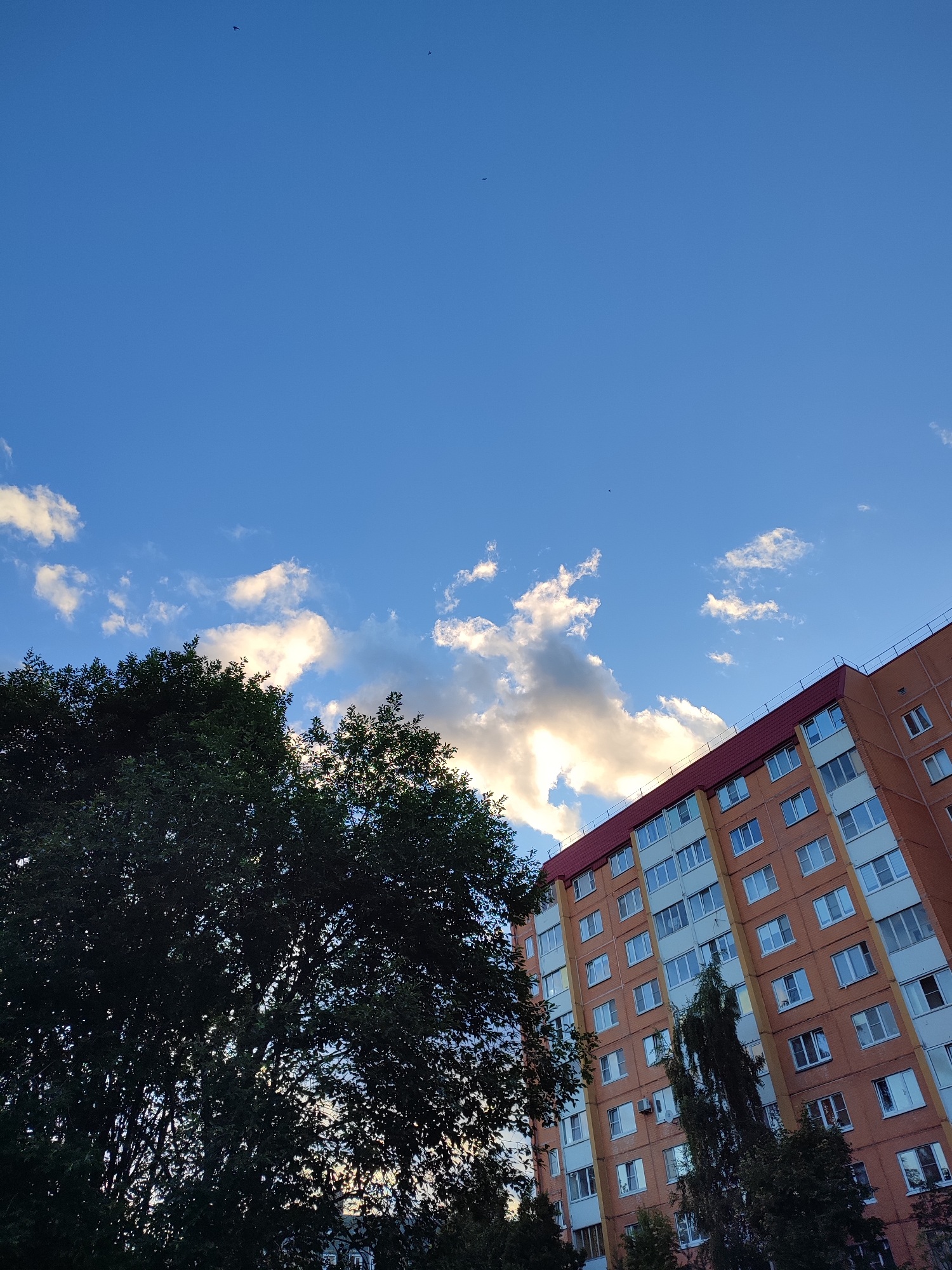 The image shows an apartment building with an orange brick facade and a red roof in Vsevolozhsk, Russia. The building has many windows and is partially obscured by the dark green foliage of large trees in the foreground. The sky above is blue with scattered white and gray clouds. Several small, dark birds are visible flying in the sky. The angle of the photograph is looking upwards.