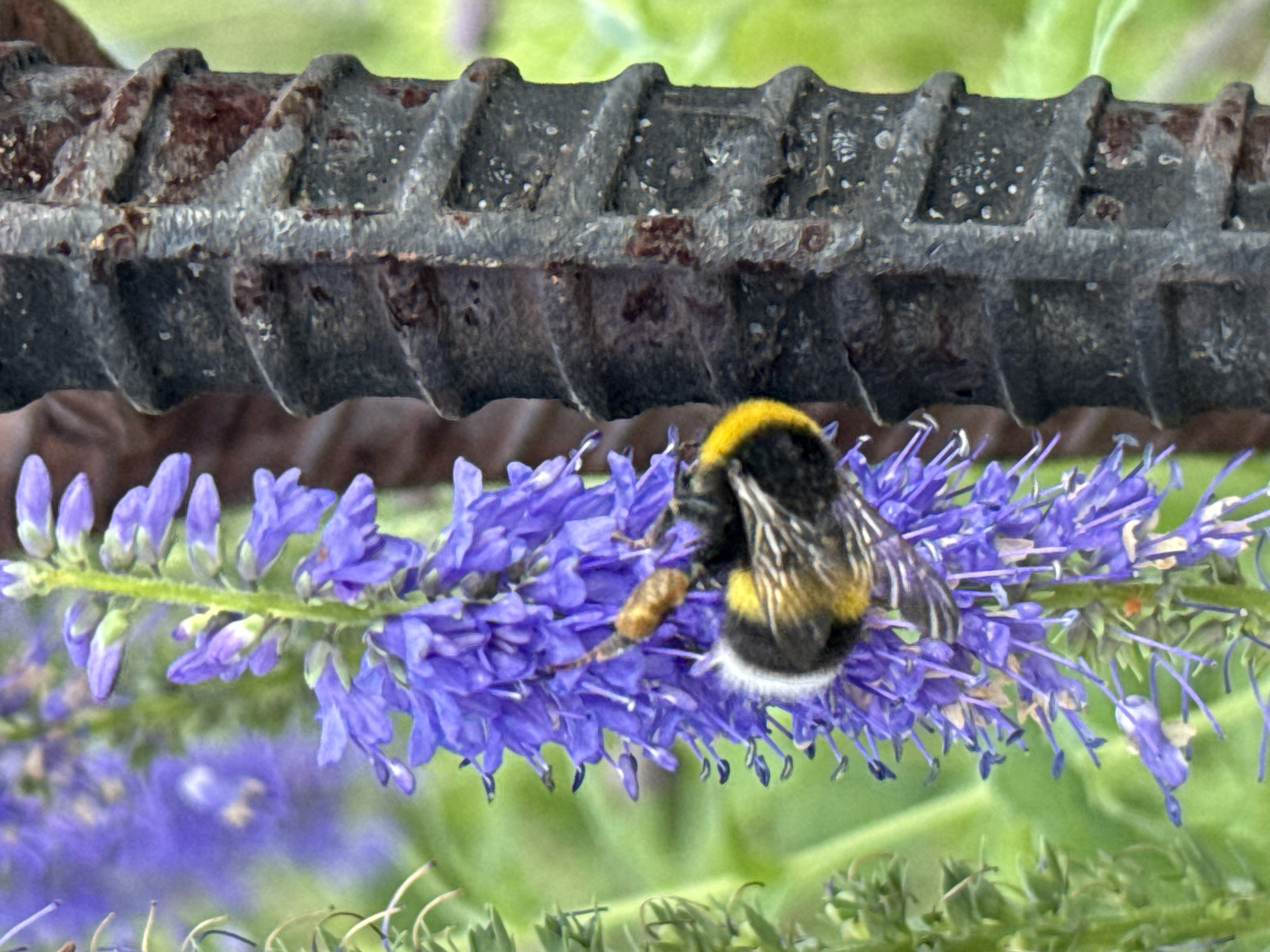 In Solnechnyi, Russia, a bumblebee with black and yellow stripes is clinging to a stalk of purple flowers, its body curved as it appears to be feeding. The bee is positioned on the left side of the frame, with its fuzzy abdomen clearly visible. To the right of the flowers is a rough, dark, ribbed metal post, possibly rebar, showing signs of rust and texture. The background is a soft blur of green foliage and more purple flowers, suggesting an outdoor garden or natural setting. The lighting is natural and diffused, indicating daytime.