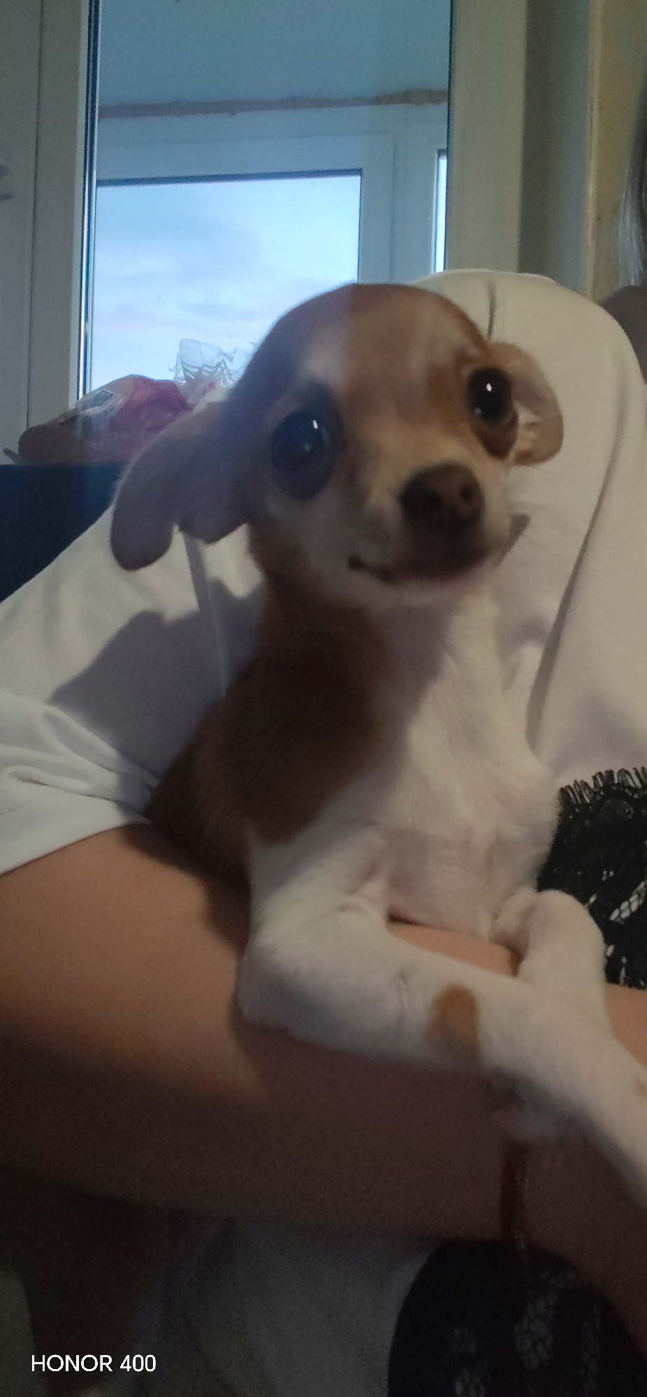 A tan and white Chihuahua-like dog is held in someone's arms, with the dog facing the camera. The person holding the dog is wearing a white shirt. A window is visible in the background. The text "HONOR 400" is visible in the lower left corner. The location is not discernible from the image.
