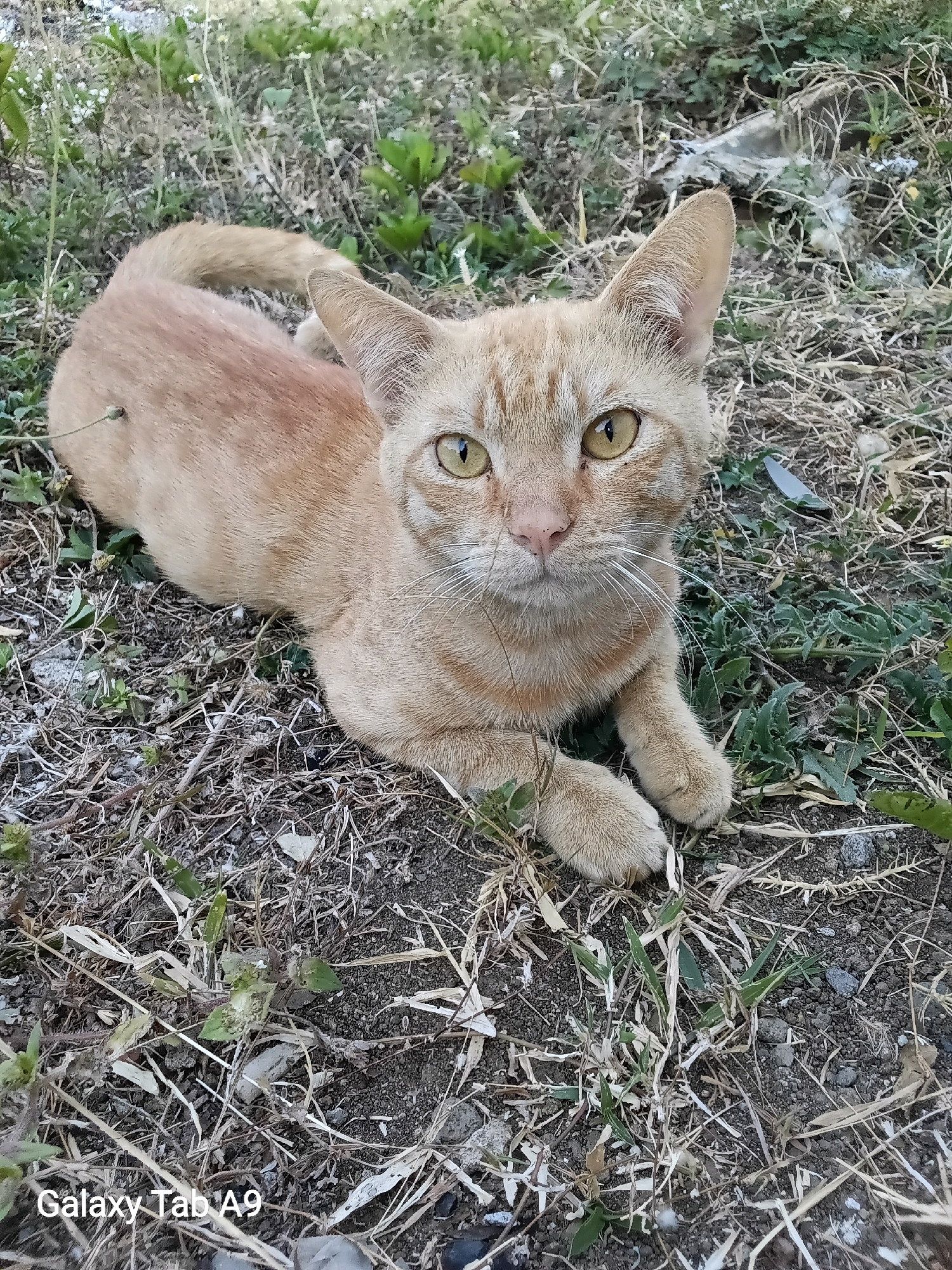 An adult ginger cat with yellow eyes is lying on the ground in a grassy and dry outdoor area. The cat is looking directly at the camera. The ground is covered with dirt, dry grass, and some green plants. In the background, more vegetation is visible, and there is a piece of white debris. The lower left corner of the image has a watermark that reads "Galaxy Tab A9". This scene is located in Kelutan, Indonesia.
